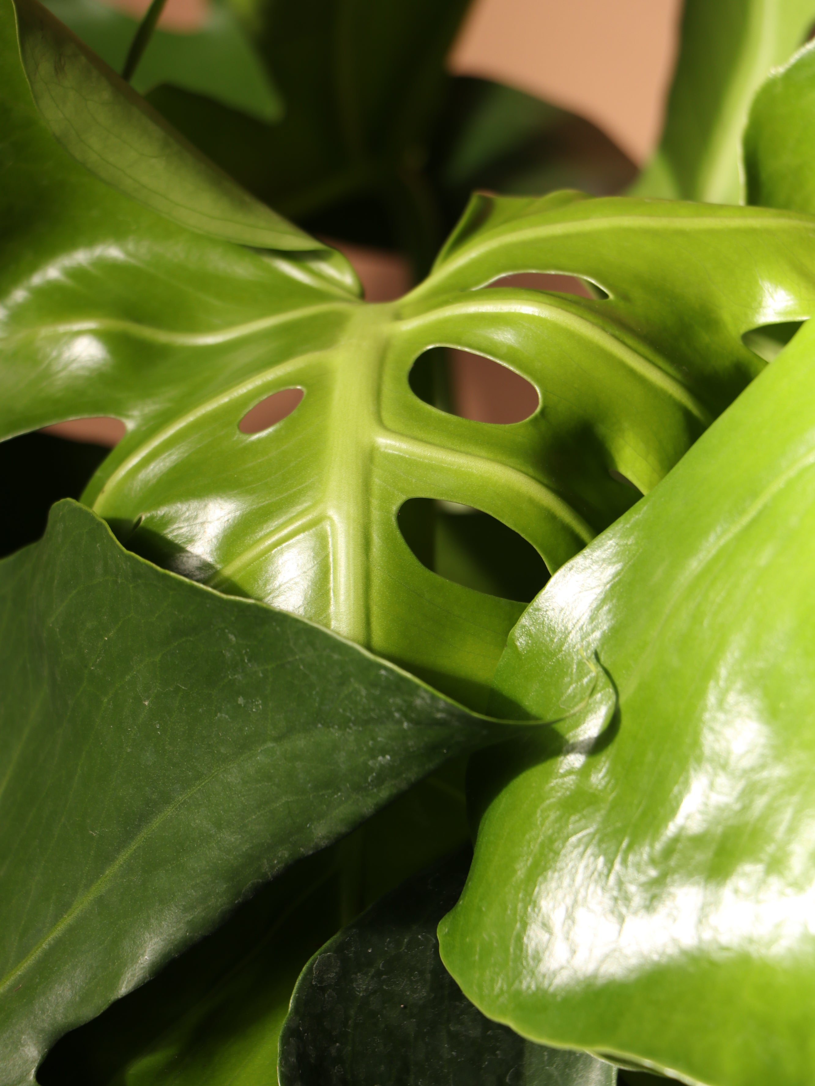 Why Does The Monstera Leaf Have Holes?  Dahing Plants