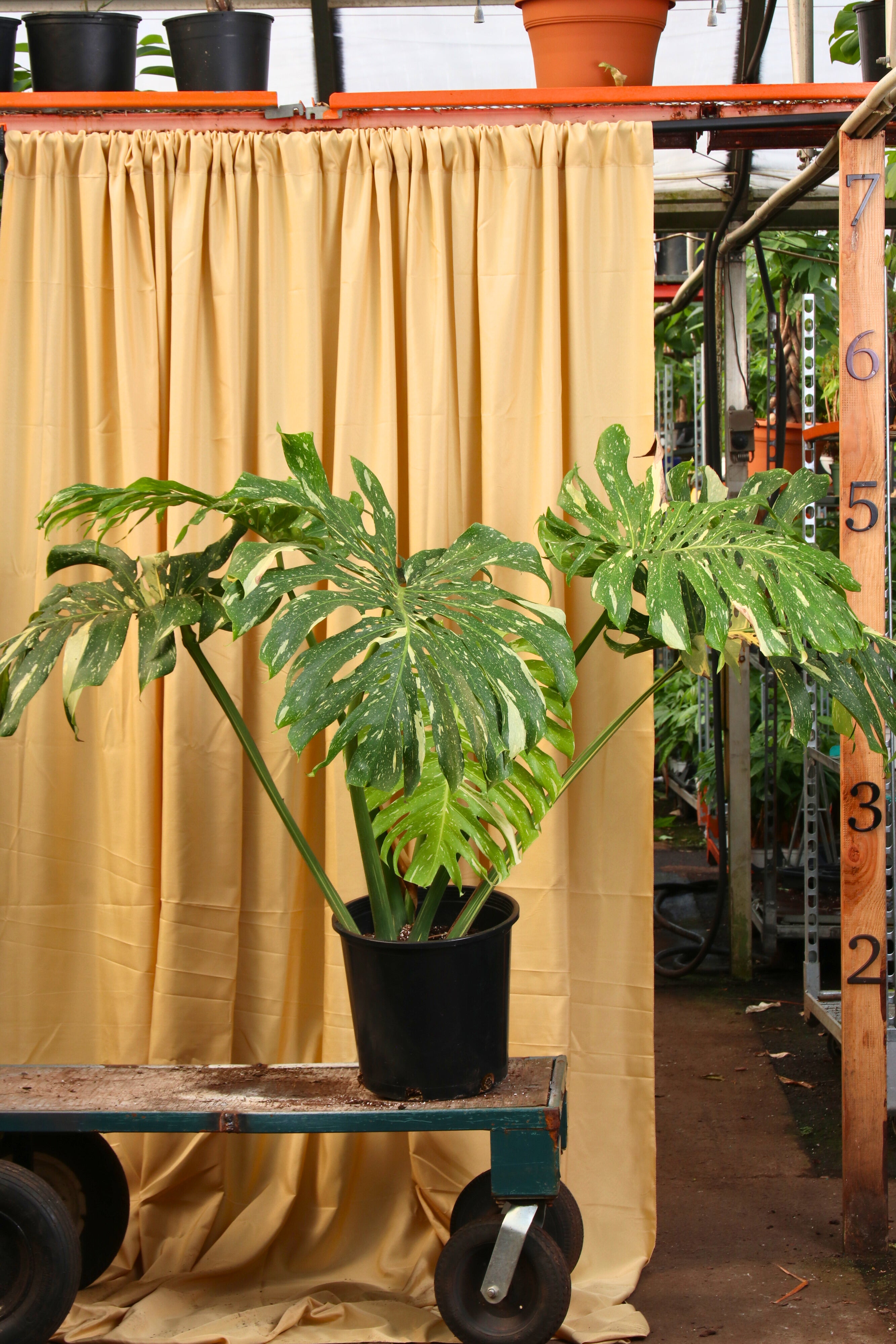 monstera deliciosa plant for sale Shop Faux 28in Monstera Leaf Plant