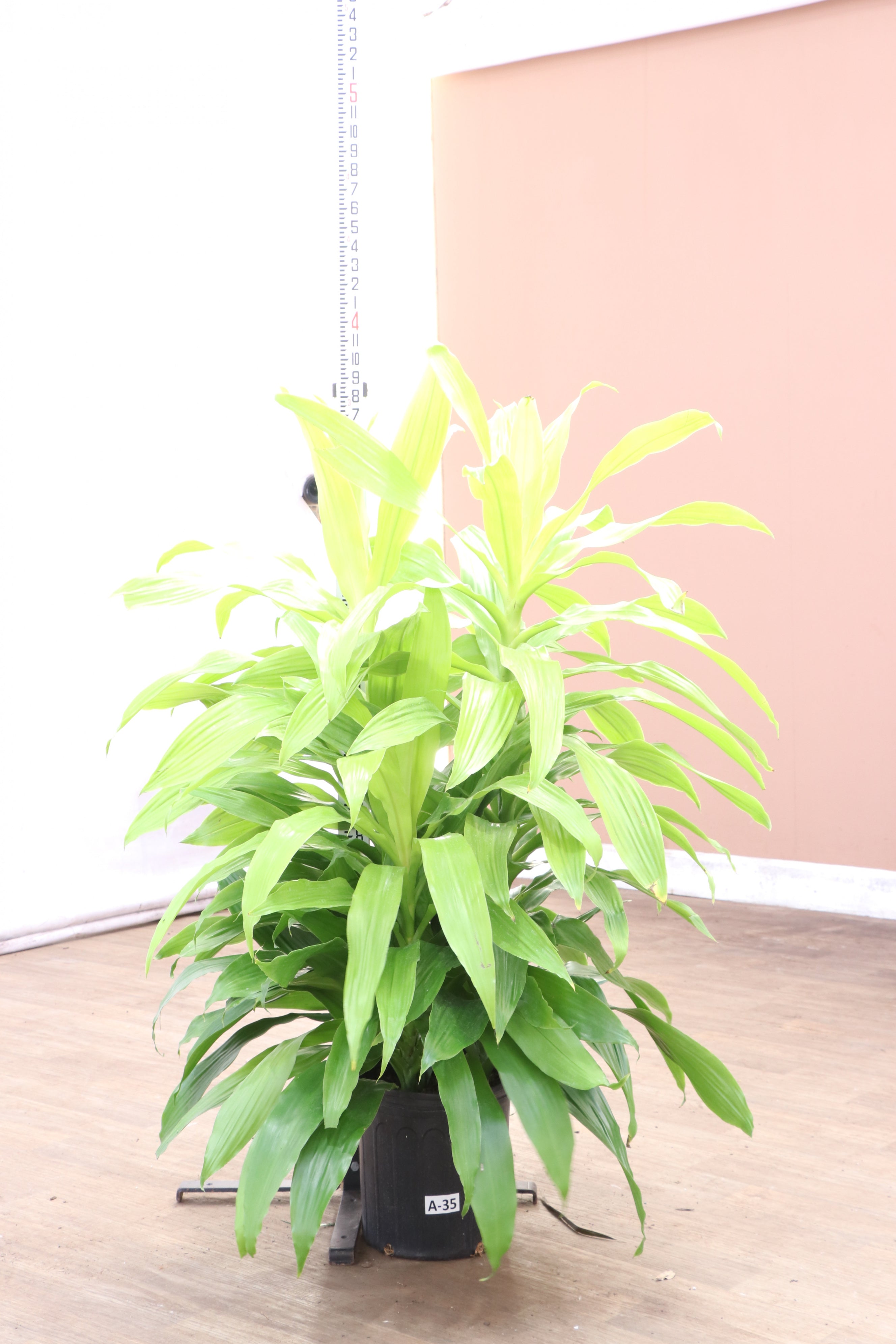 spl|00001