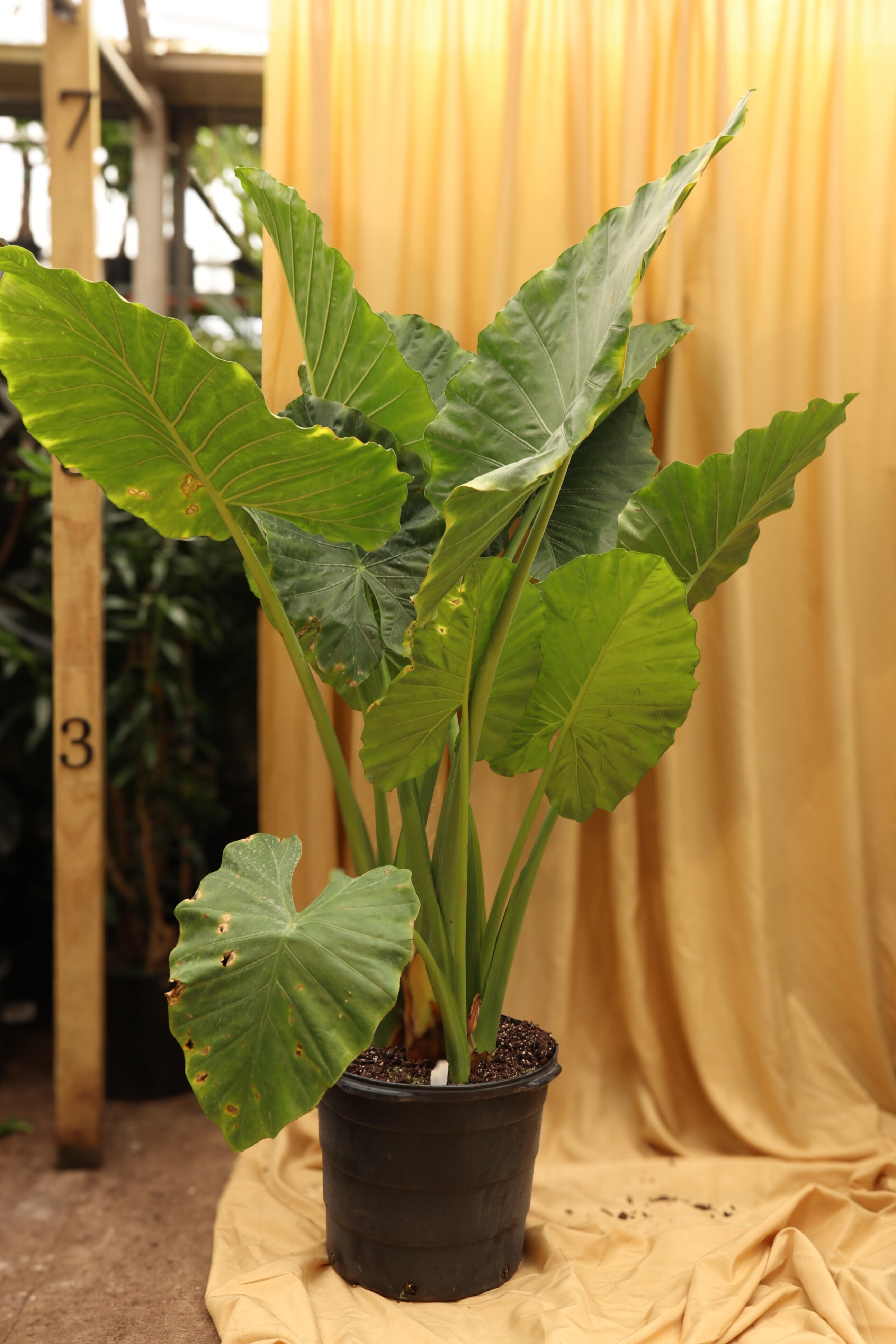 Full Size Alocasia 'Odora' – Dahing Plants