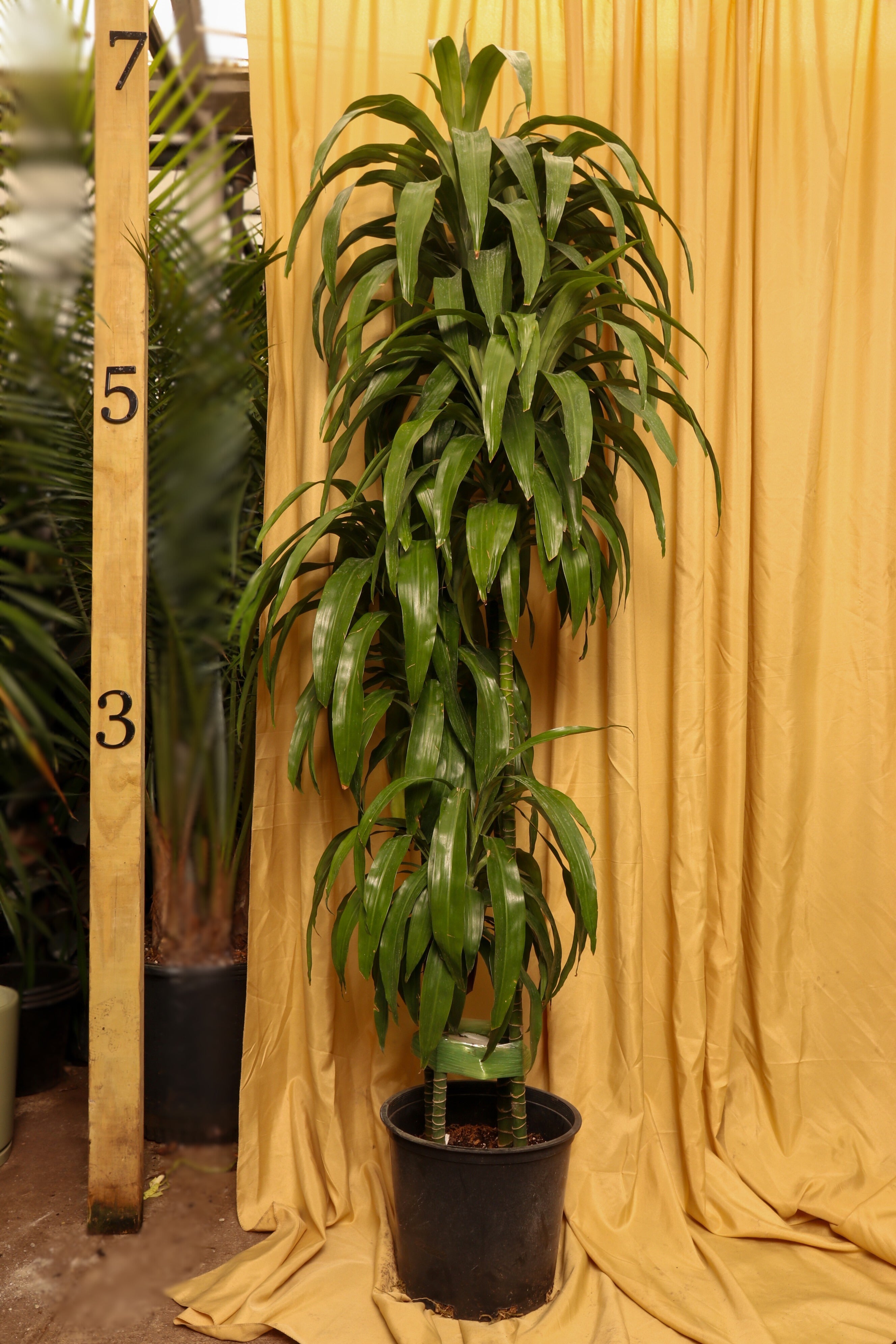 hawaiian dracaena lisa Full Size Lisa Cane