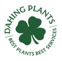 Logo of DAHING PLANTS with a green four-leaf clover on a white background