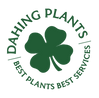 Logo of DAHING PLANTS with a green four-leaf clover on a white background