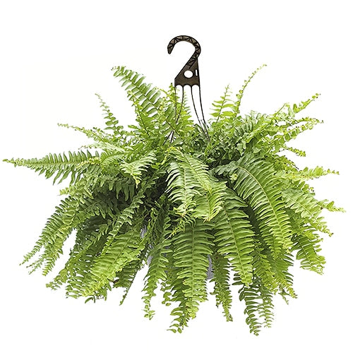 Hanging Boston Fern (Special Sale)