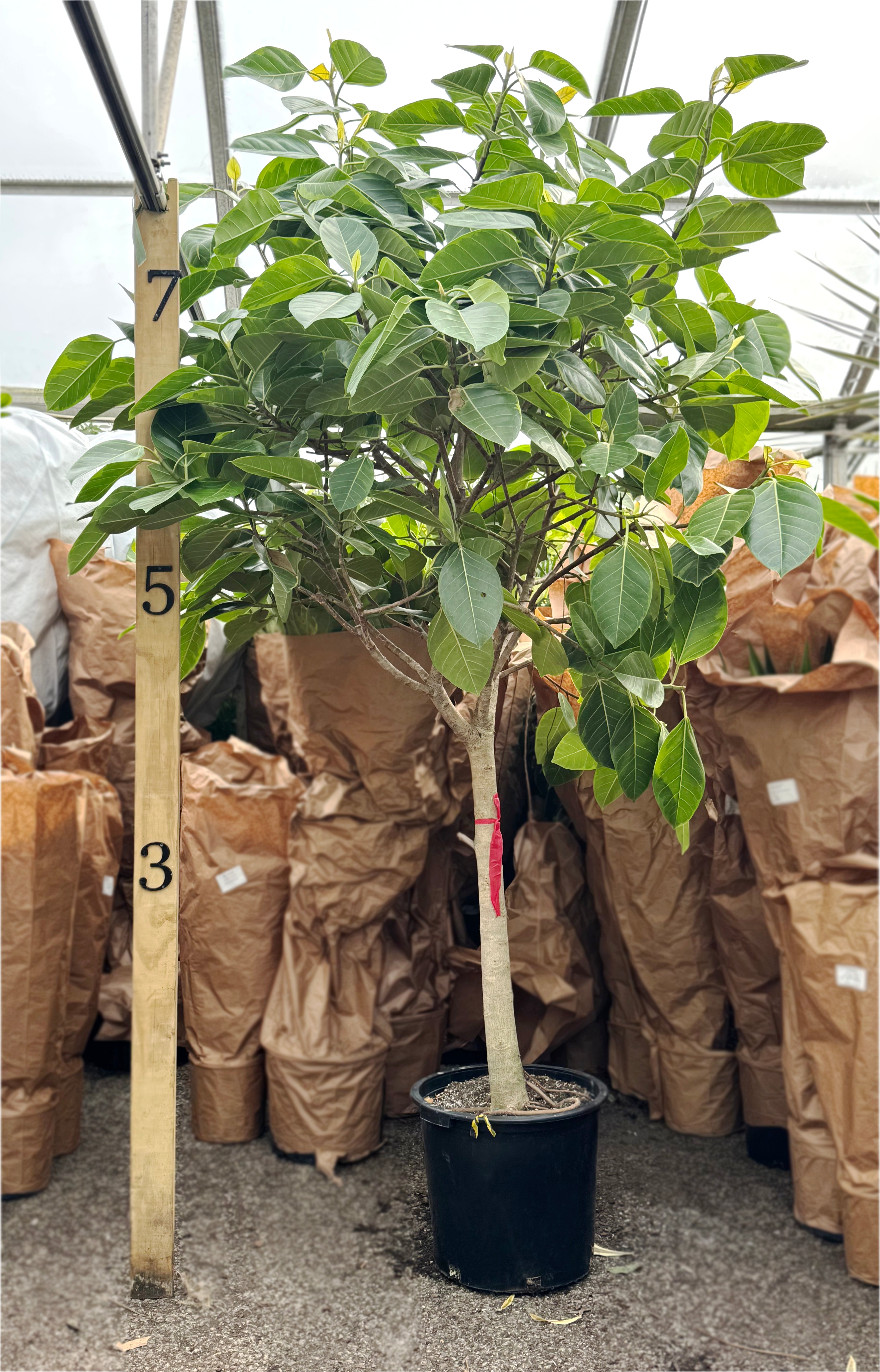 8-15ft Giant Ficus 'Altissima' – Dahing Plants