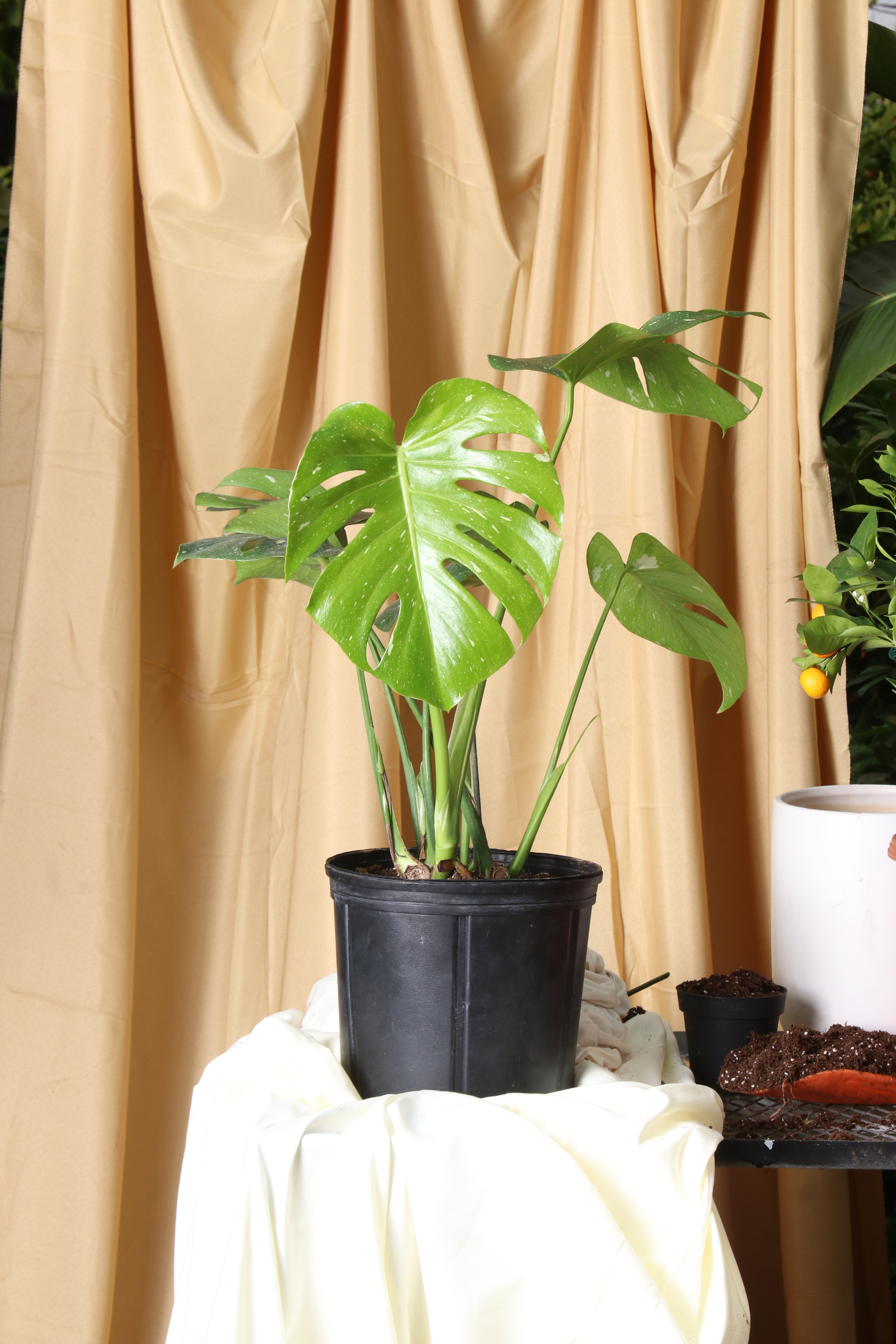 Large Monstera &