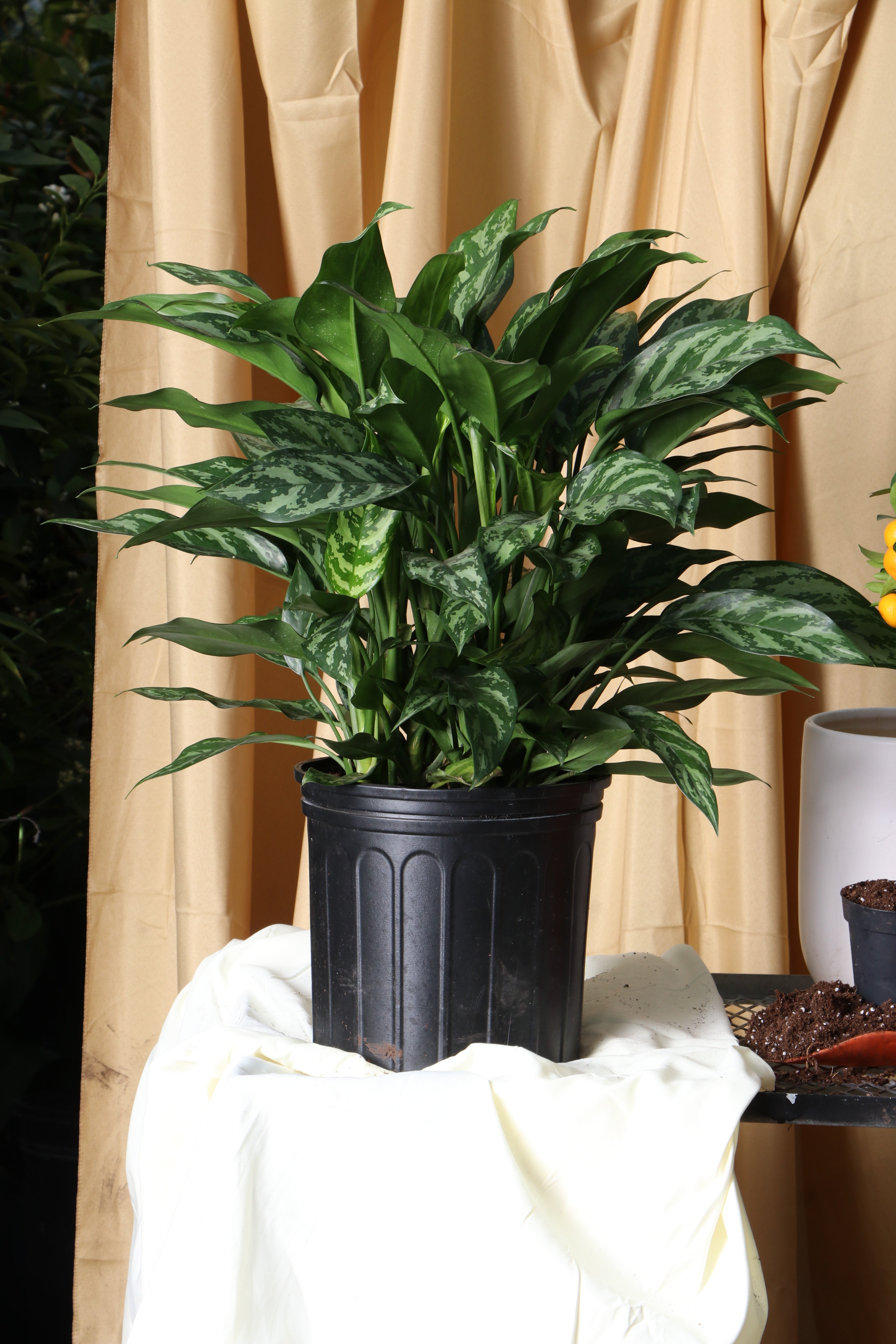 is chinese evergreen an indoor plant Buy Chinese Evergreen 'Maria' Online | Large Indoor Plant