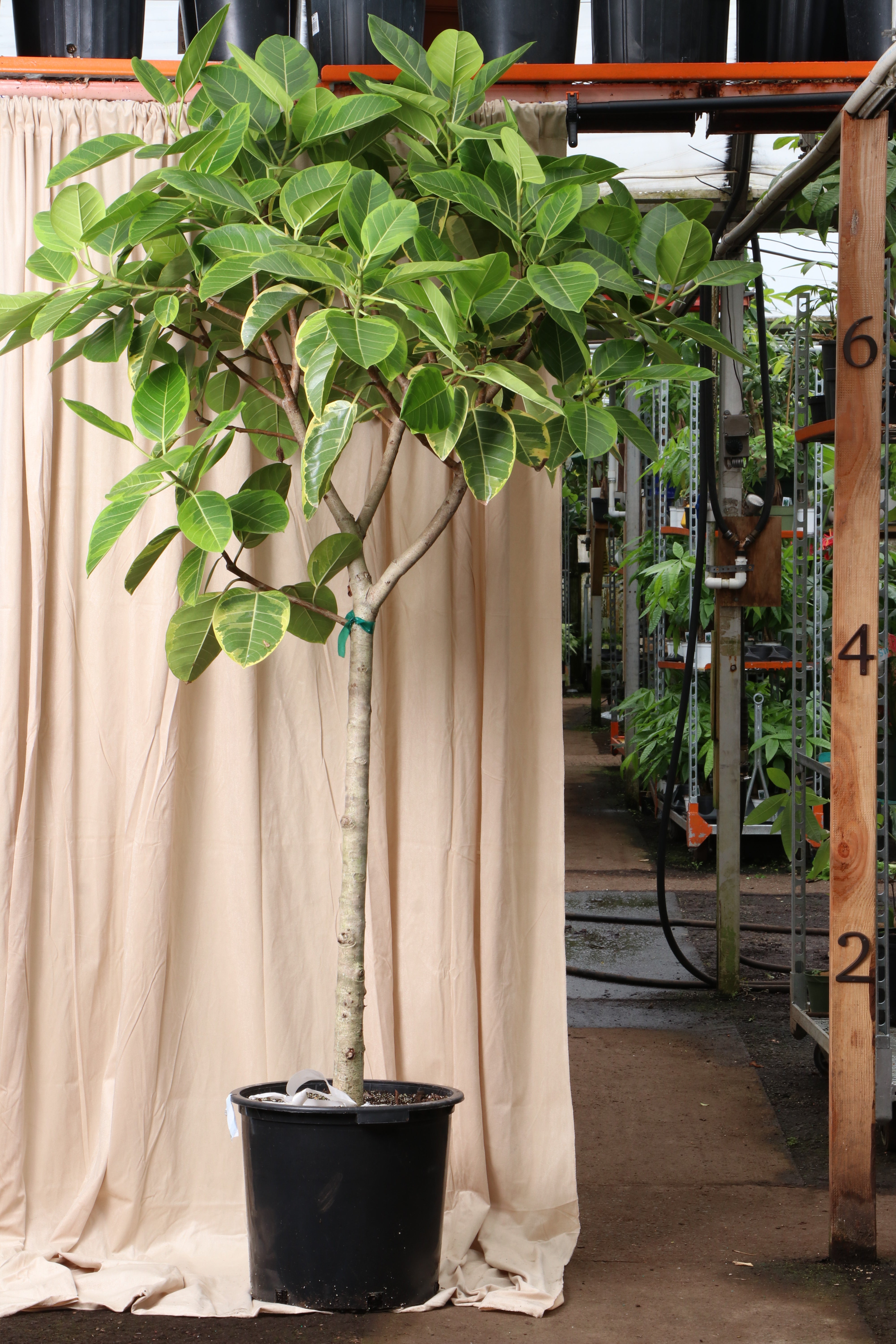 big tree indoor plants Buy Huge Ficus 'Altissima' Online | Large Indoor Plant