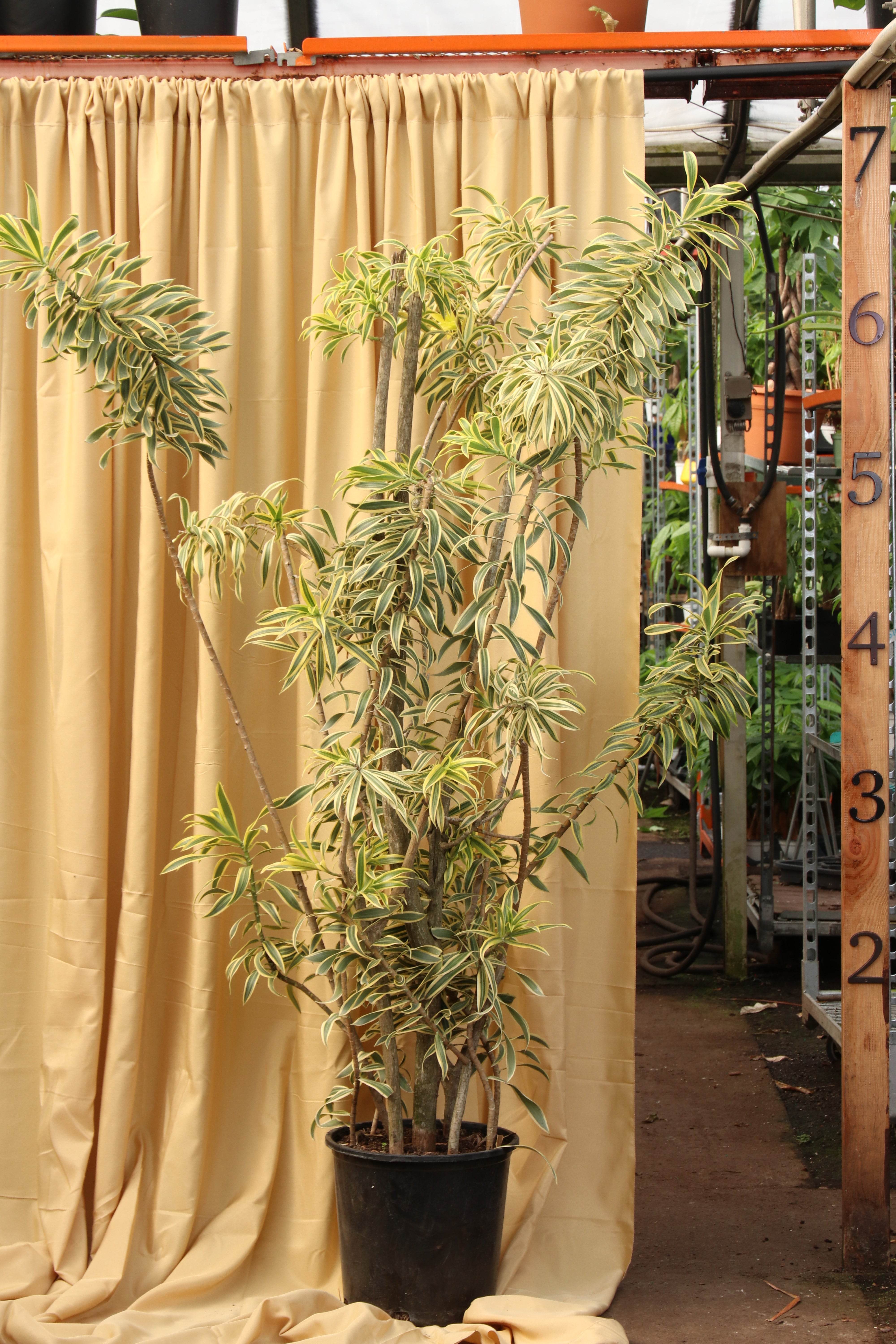 large indoor plants india Full Size Dracaena 'Song Of India'