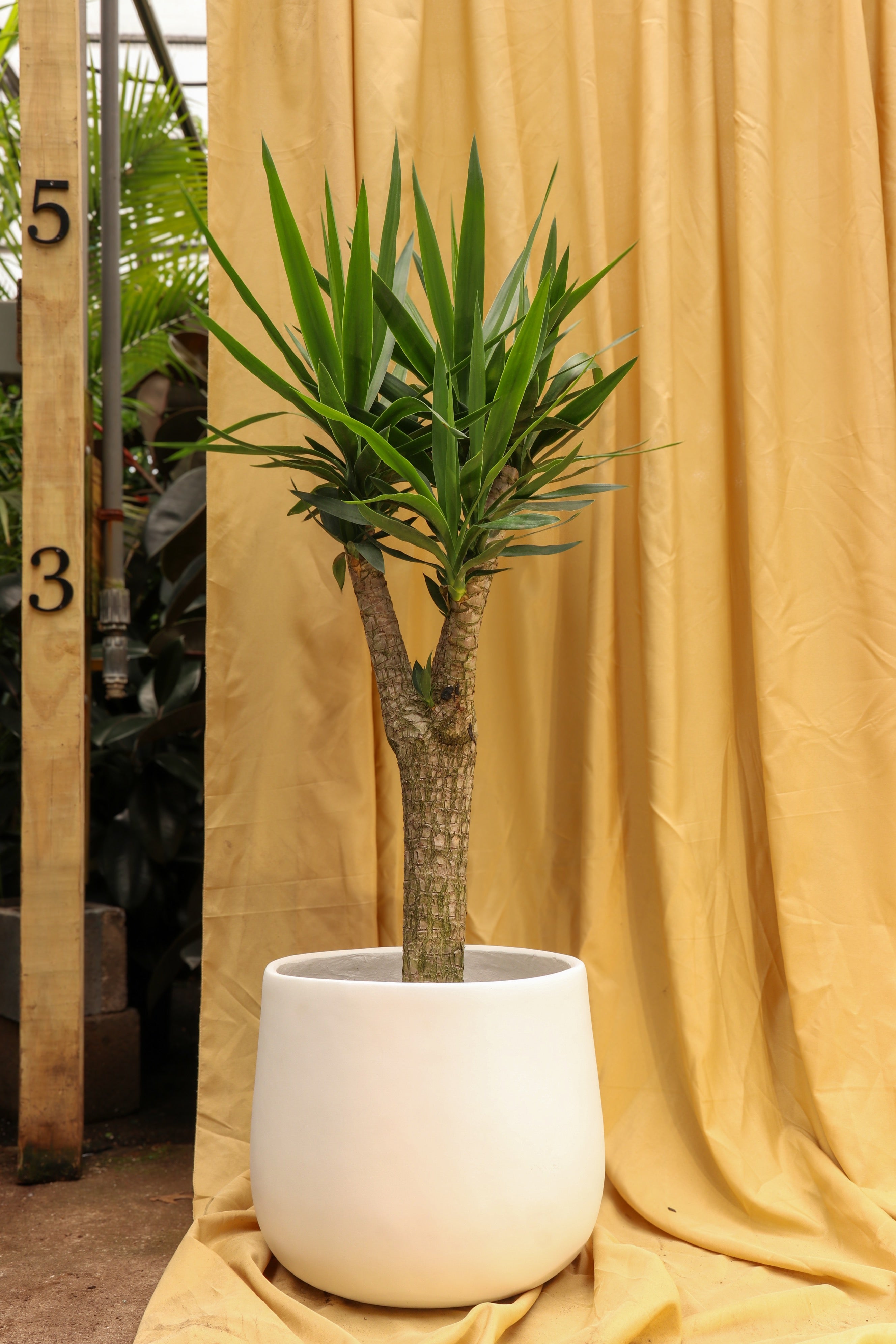 Full Size Yucca Stump