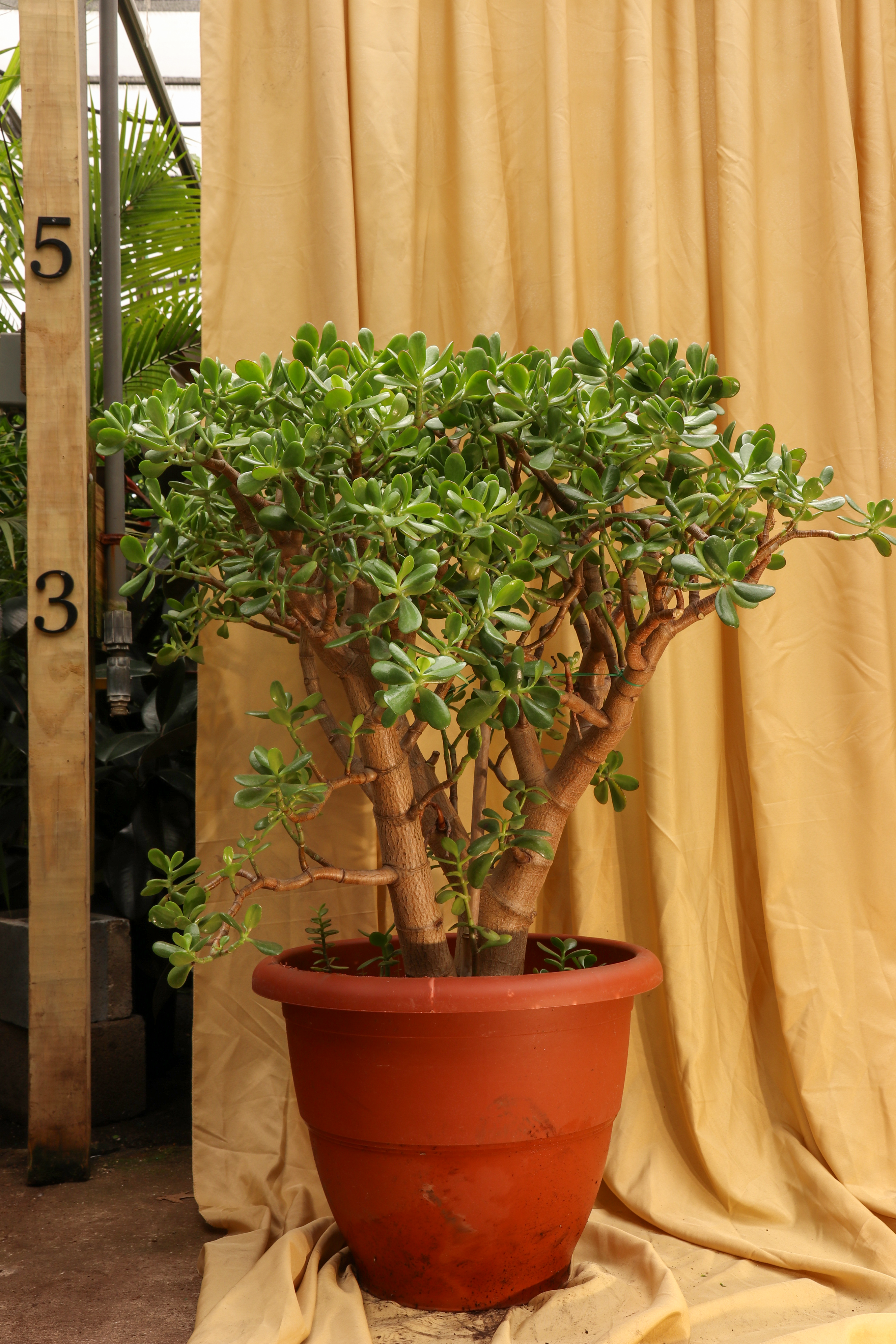 huge bonsai Huge Jade Bonsai