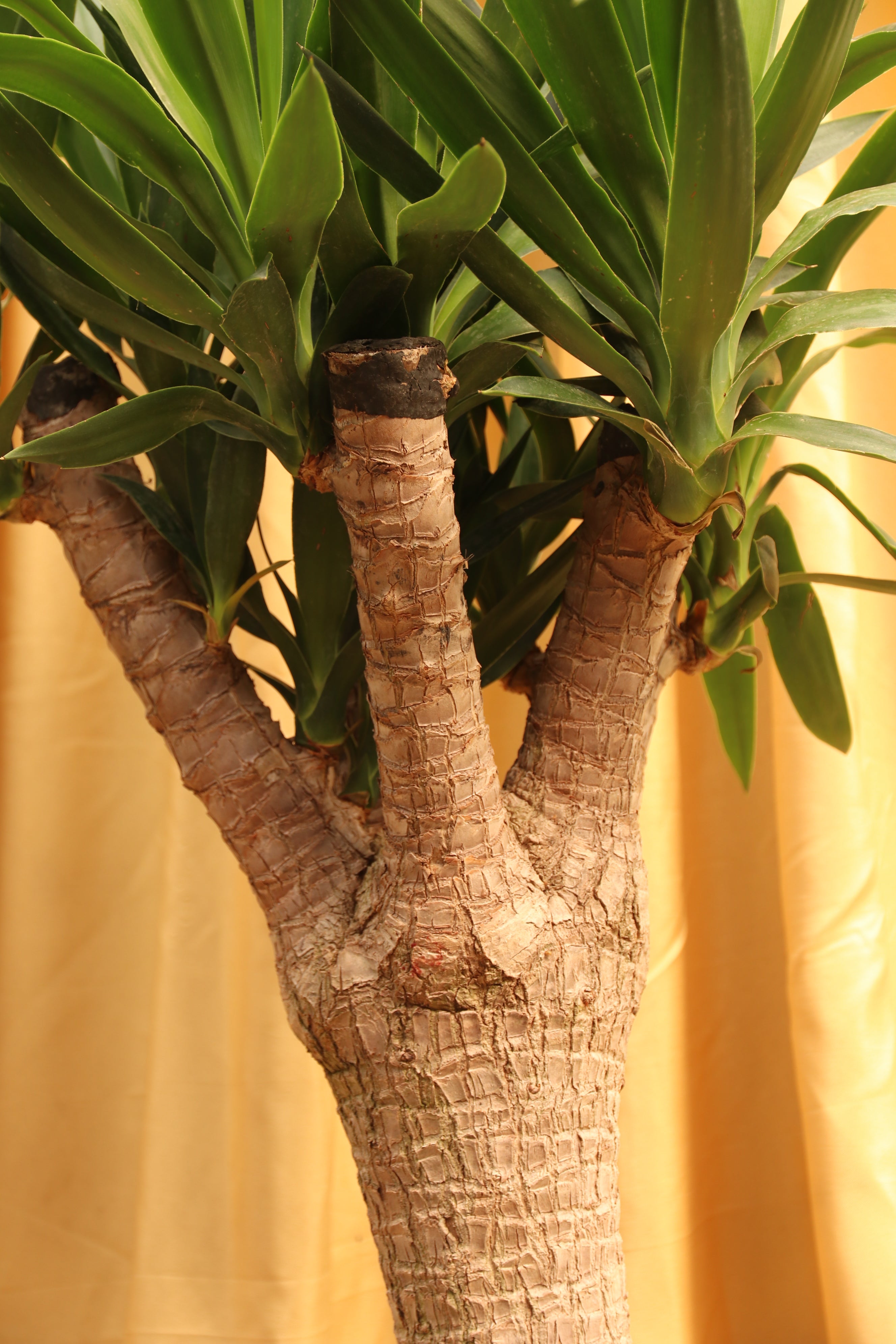 Full Size Yucca Stump