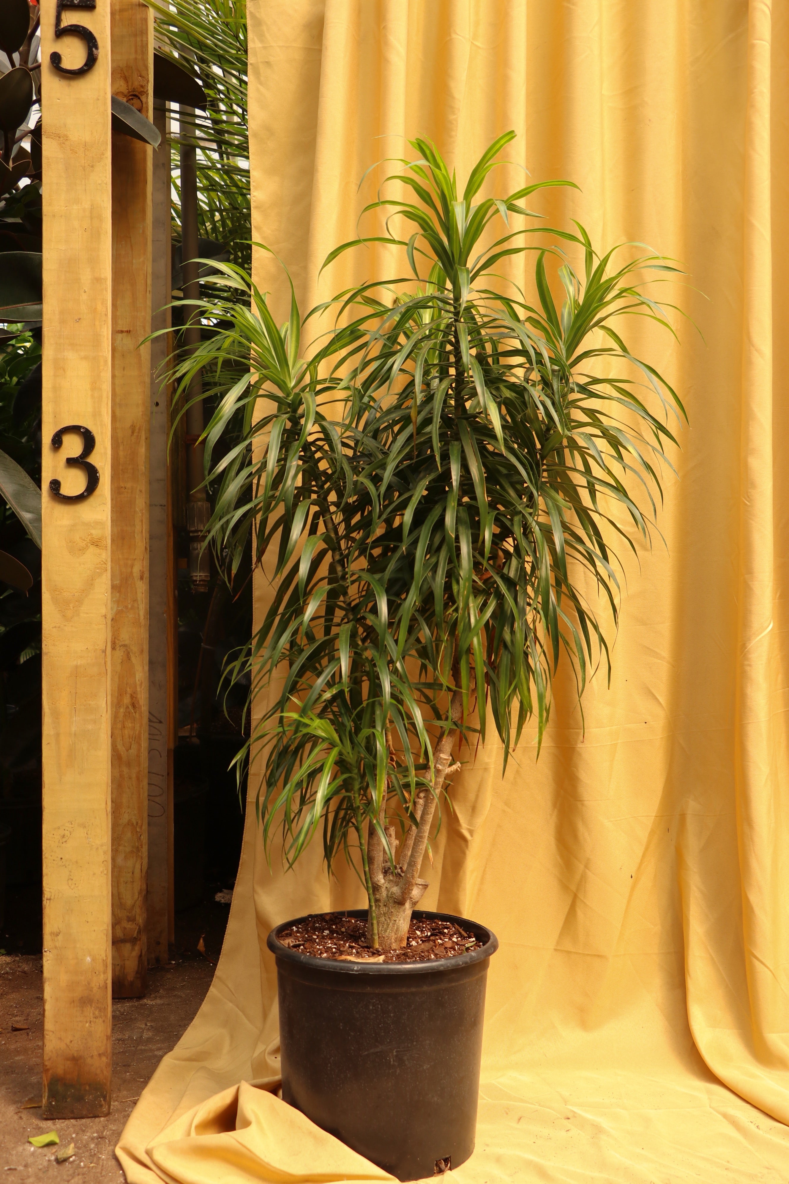 Full Size Dracaena &