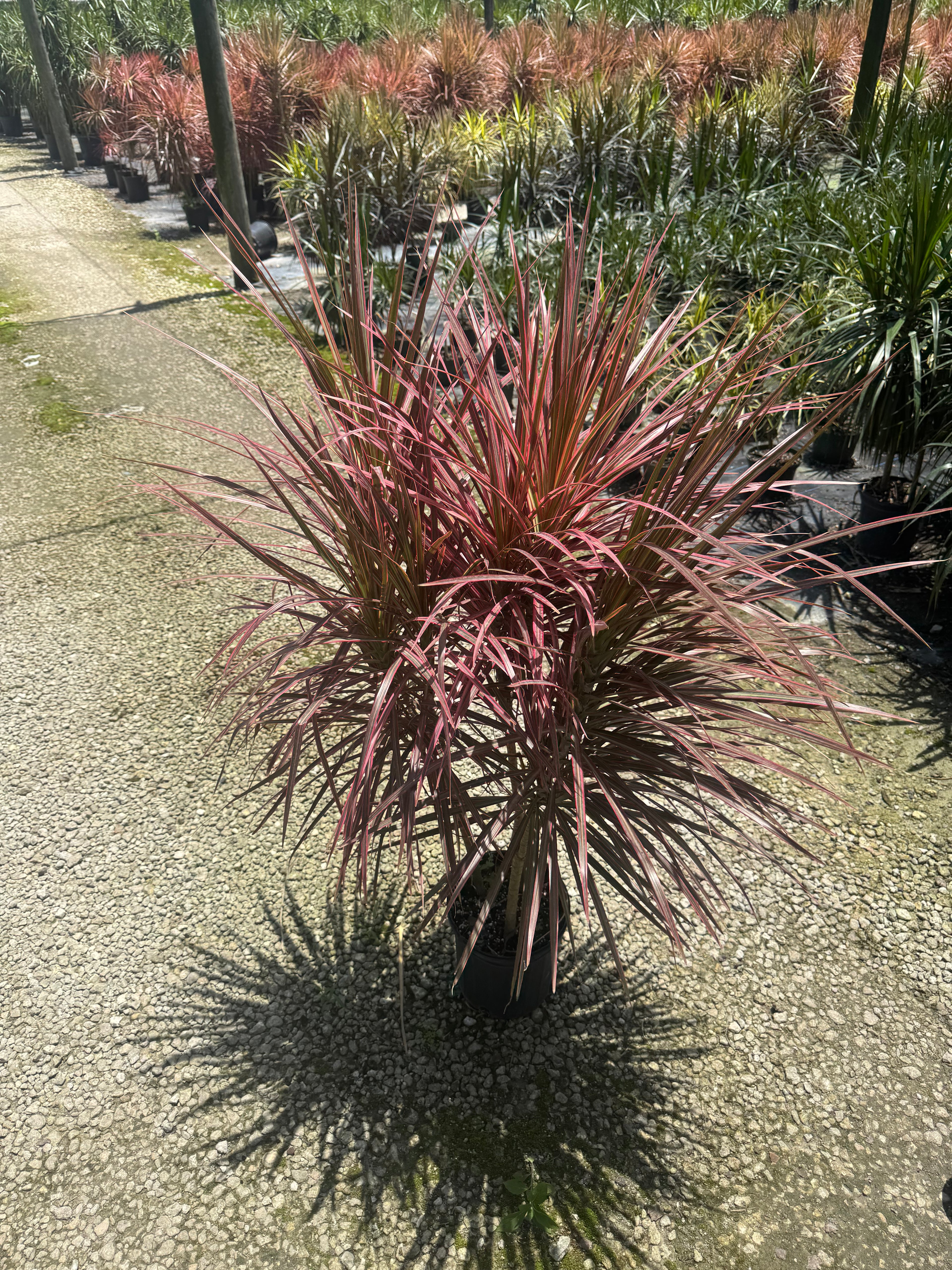 Large Dracaena Colorama (Special Sale)