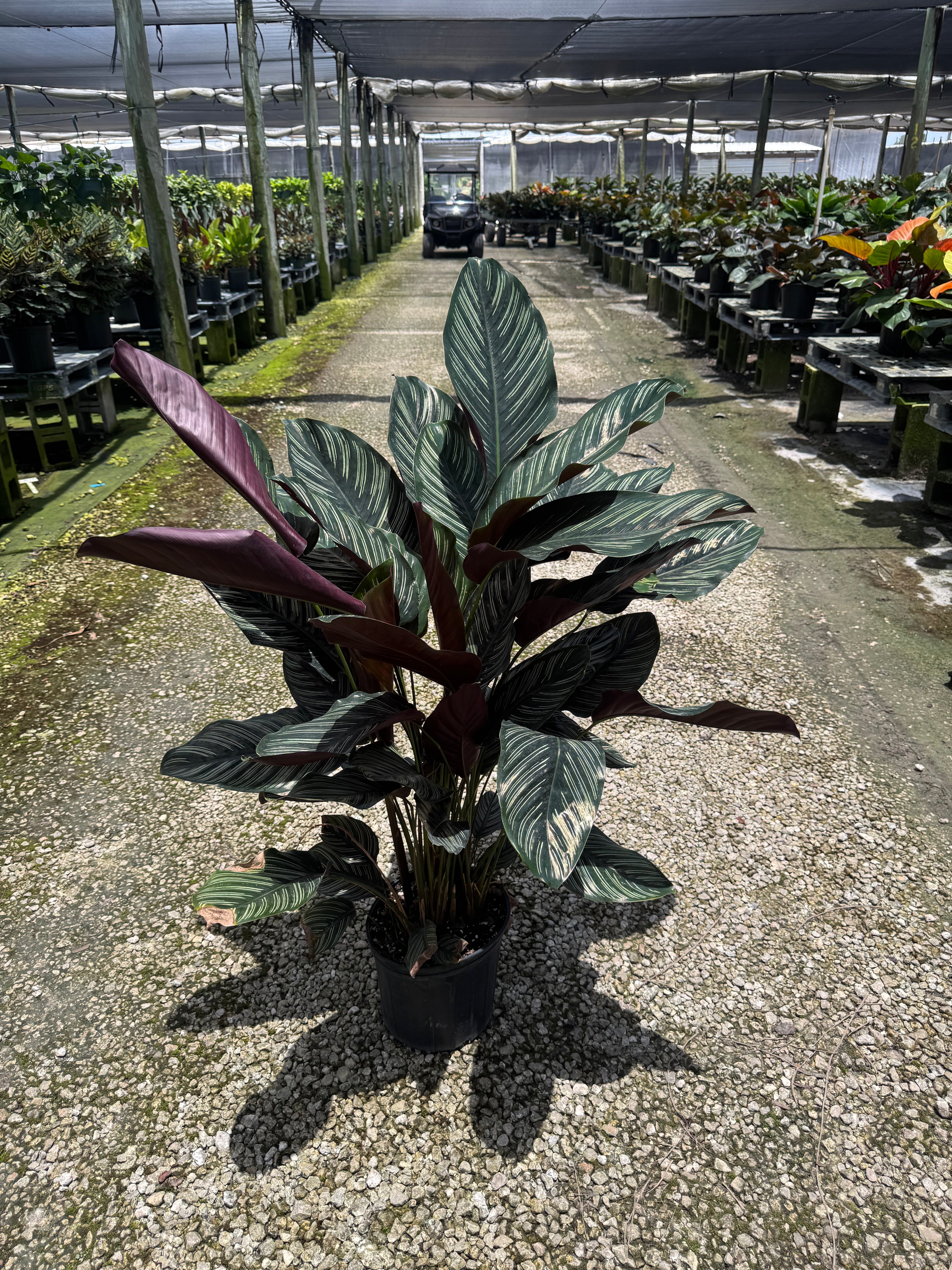 Large Calathea Pinstripe (Special Sale)