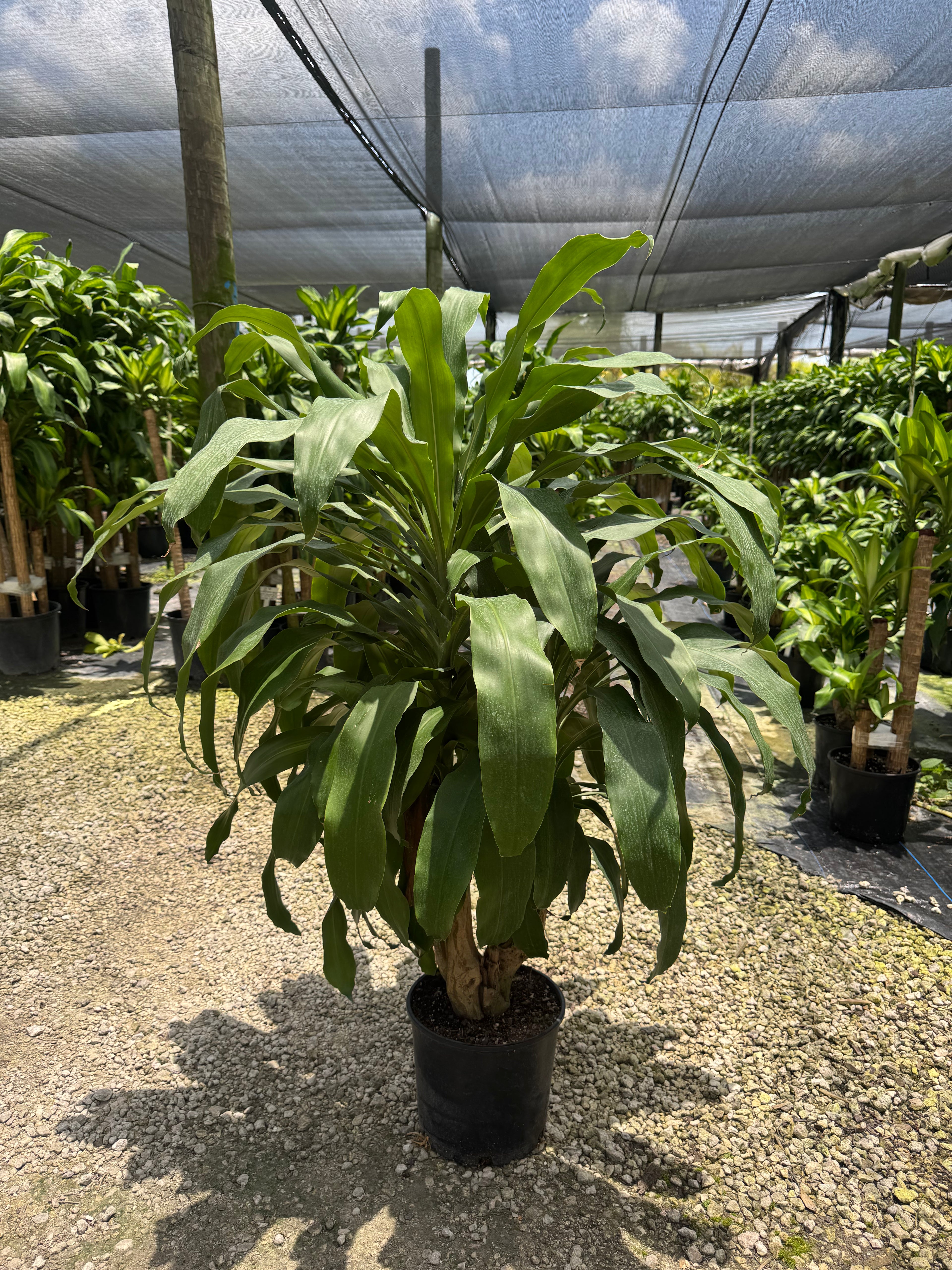 Large Mass Cane Green Stump (Special Sale)