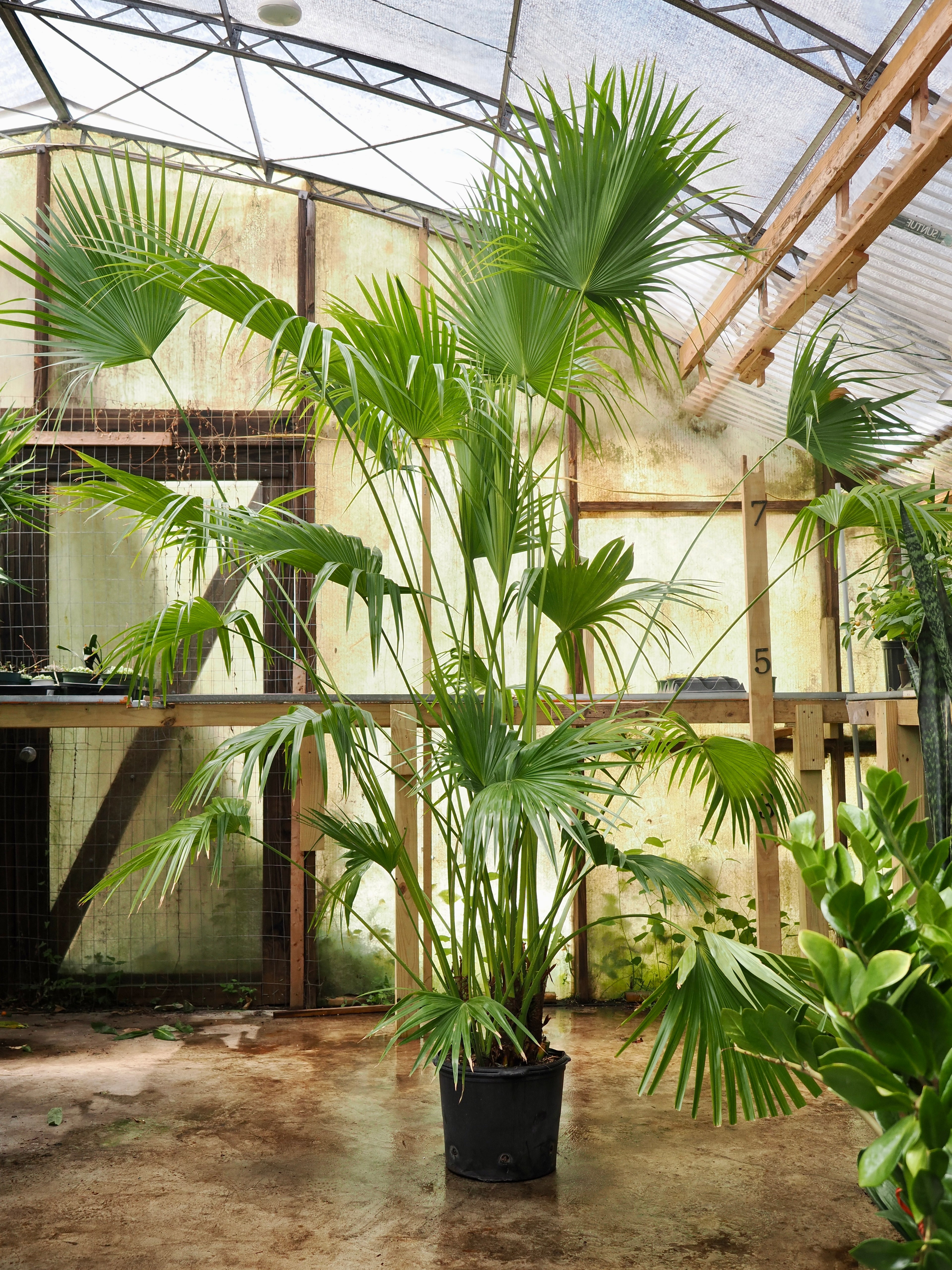 Huge Chinese Fan Palm