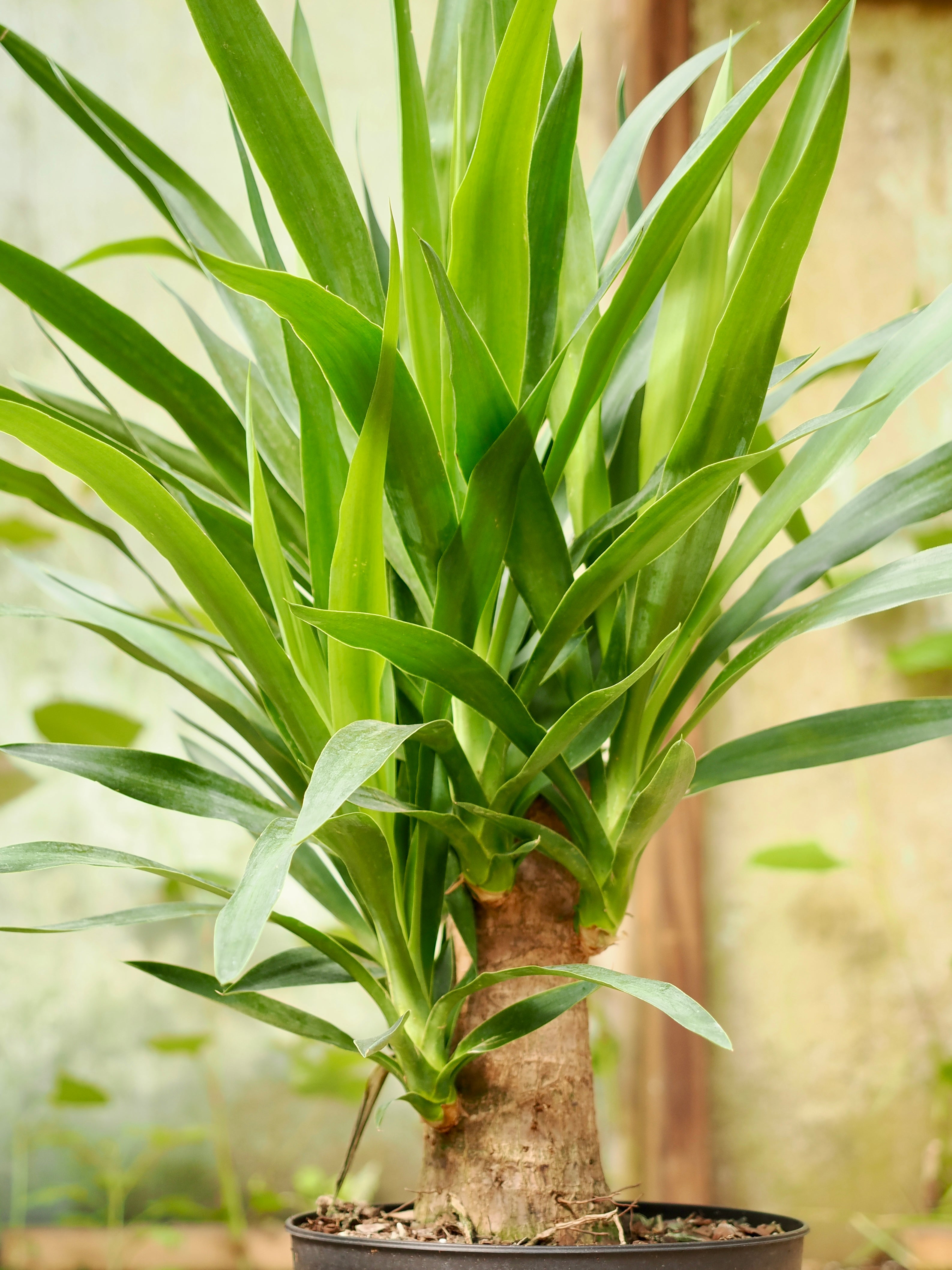 Medium Yucca Stump (Spineless Yucca)