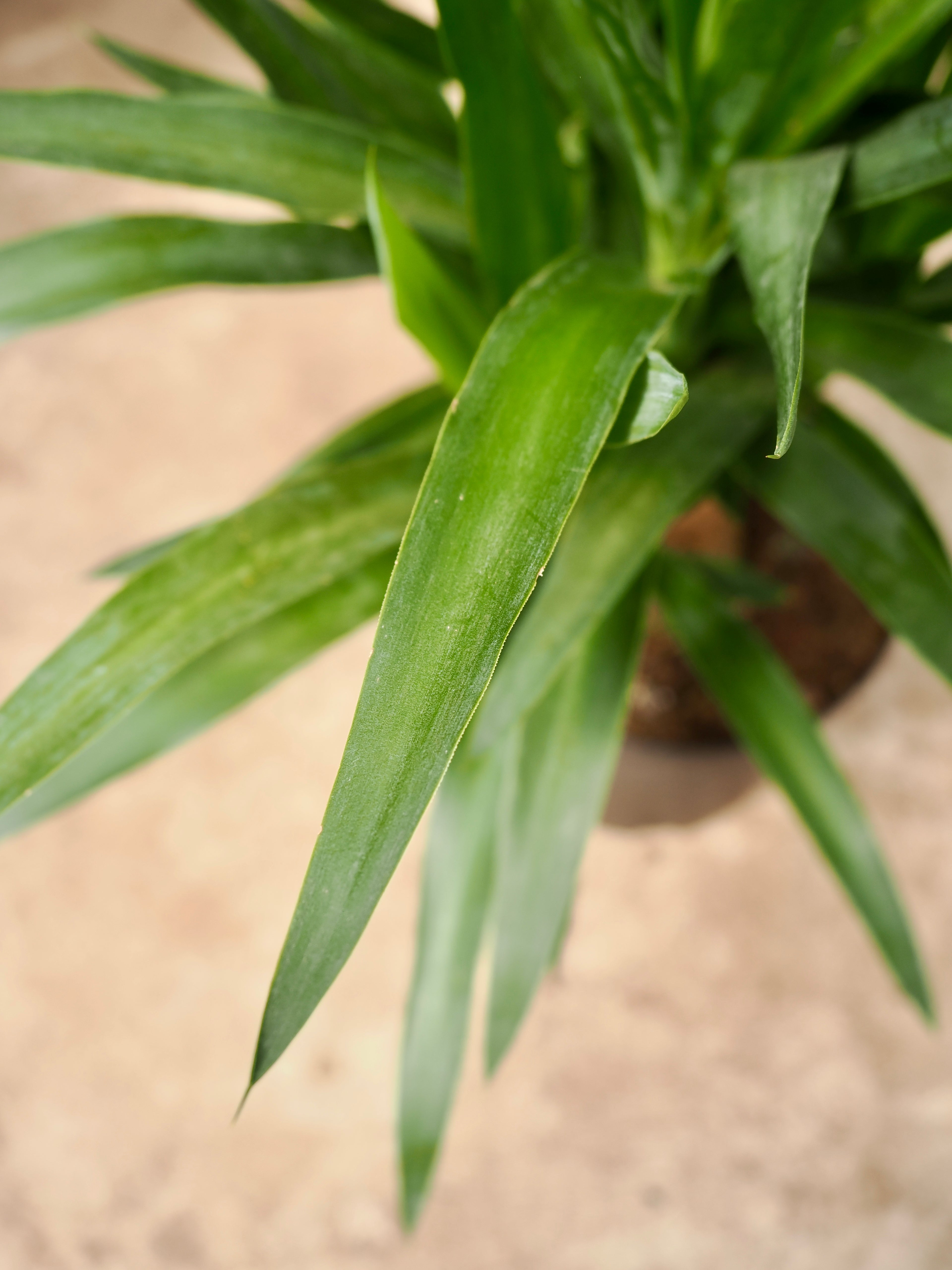 Medium Yucca Stump (Spineless Yucca)