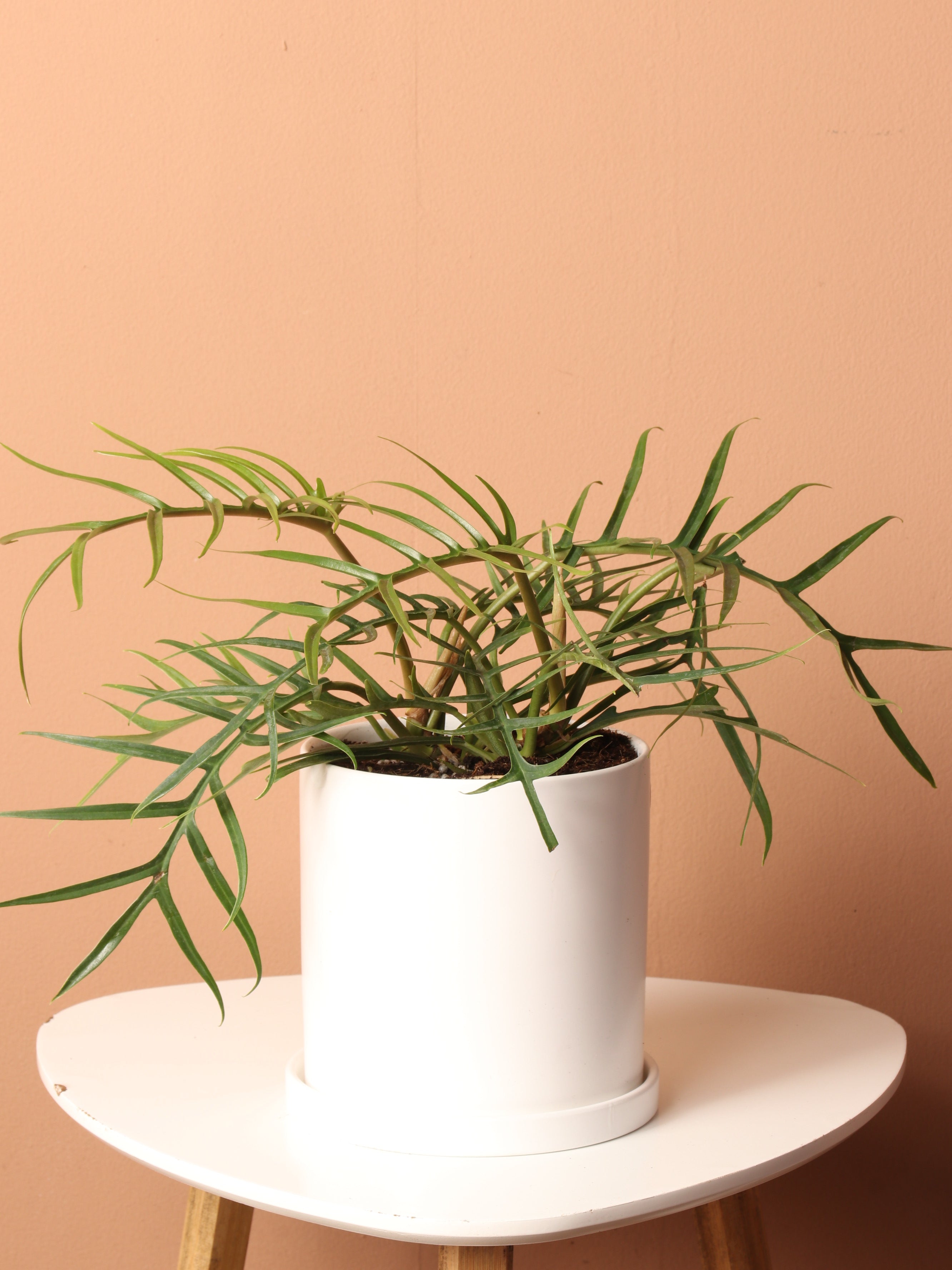 Medium Philodendron 'Tortum' – Dahing Plants