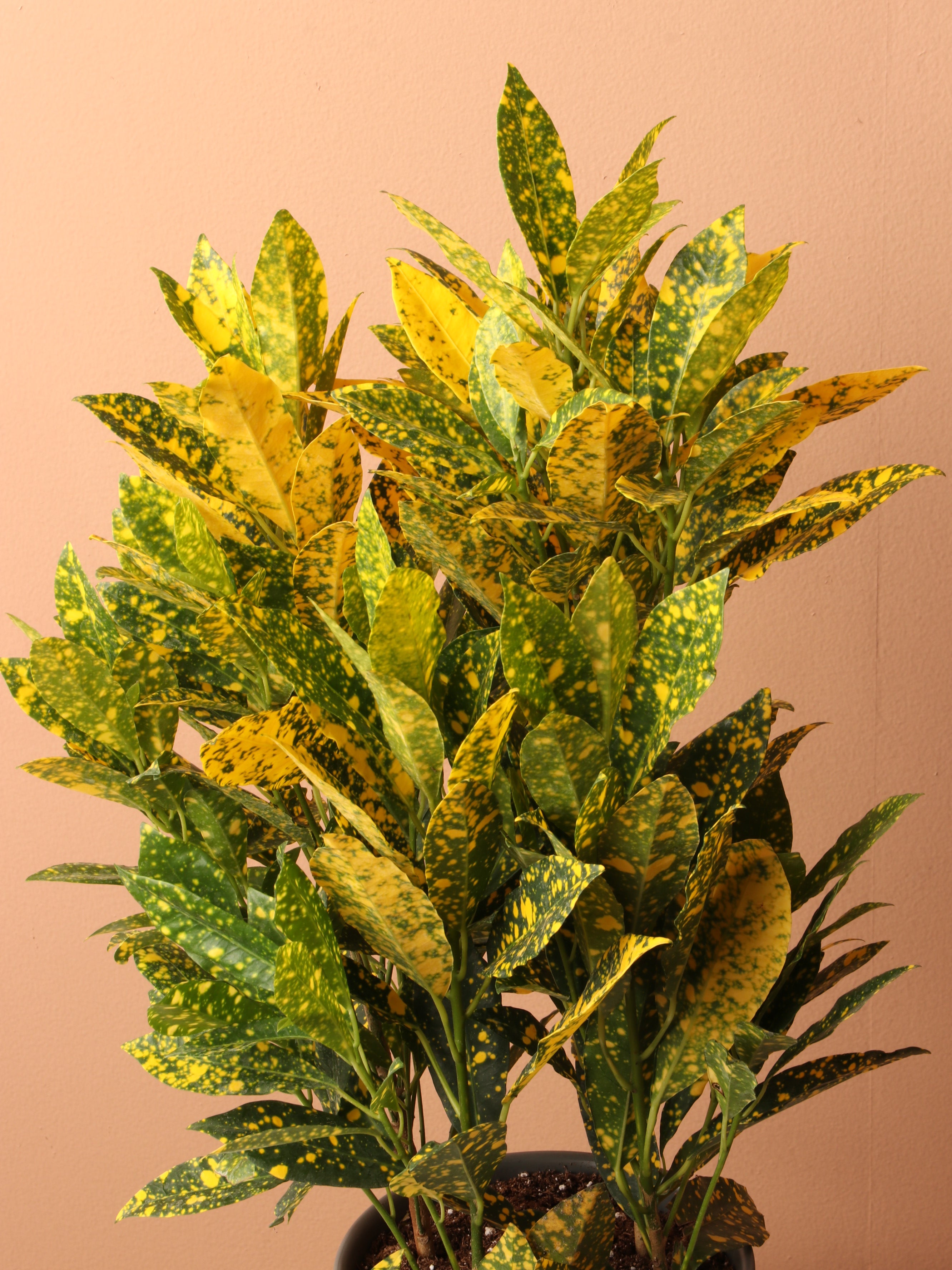 Medium Superstar Croton