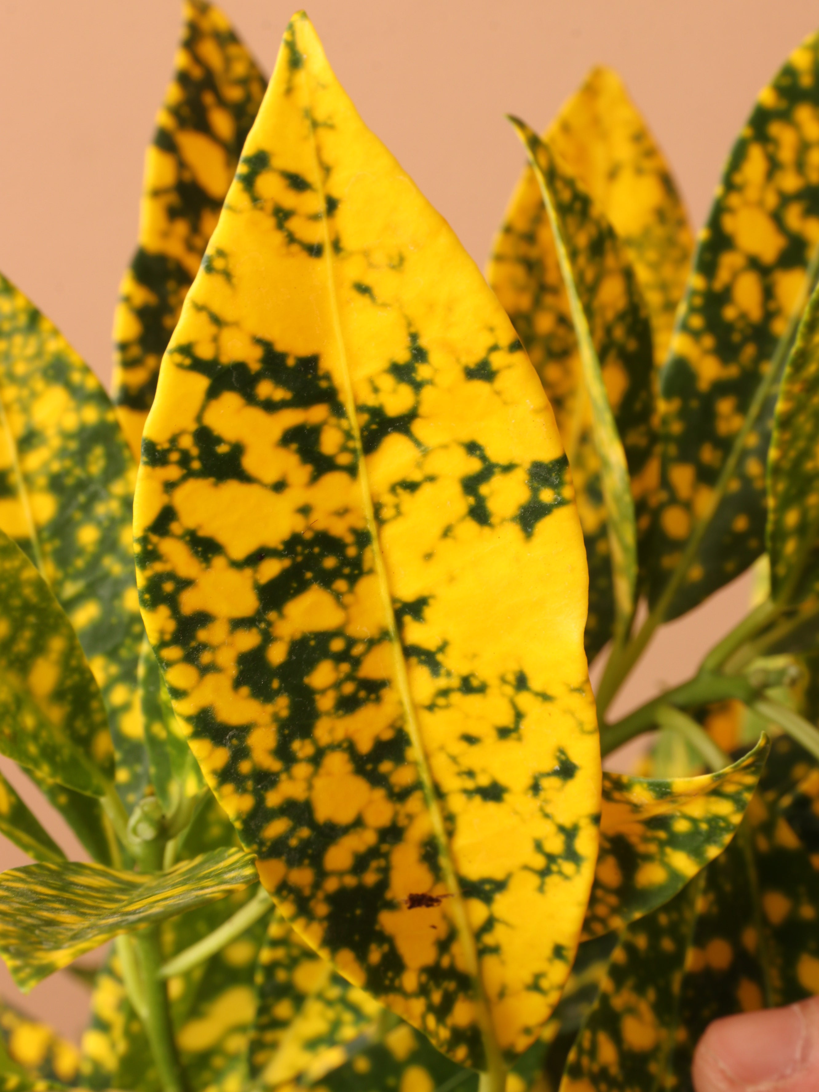Medium Superstar Croton