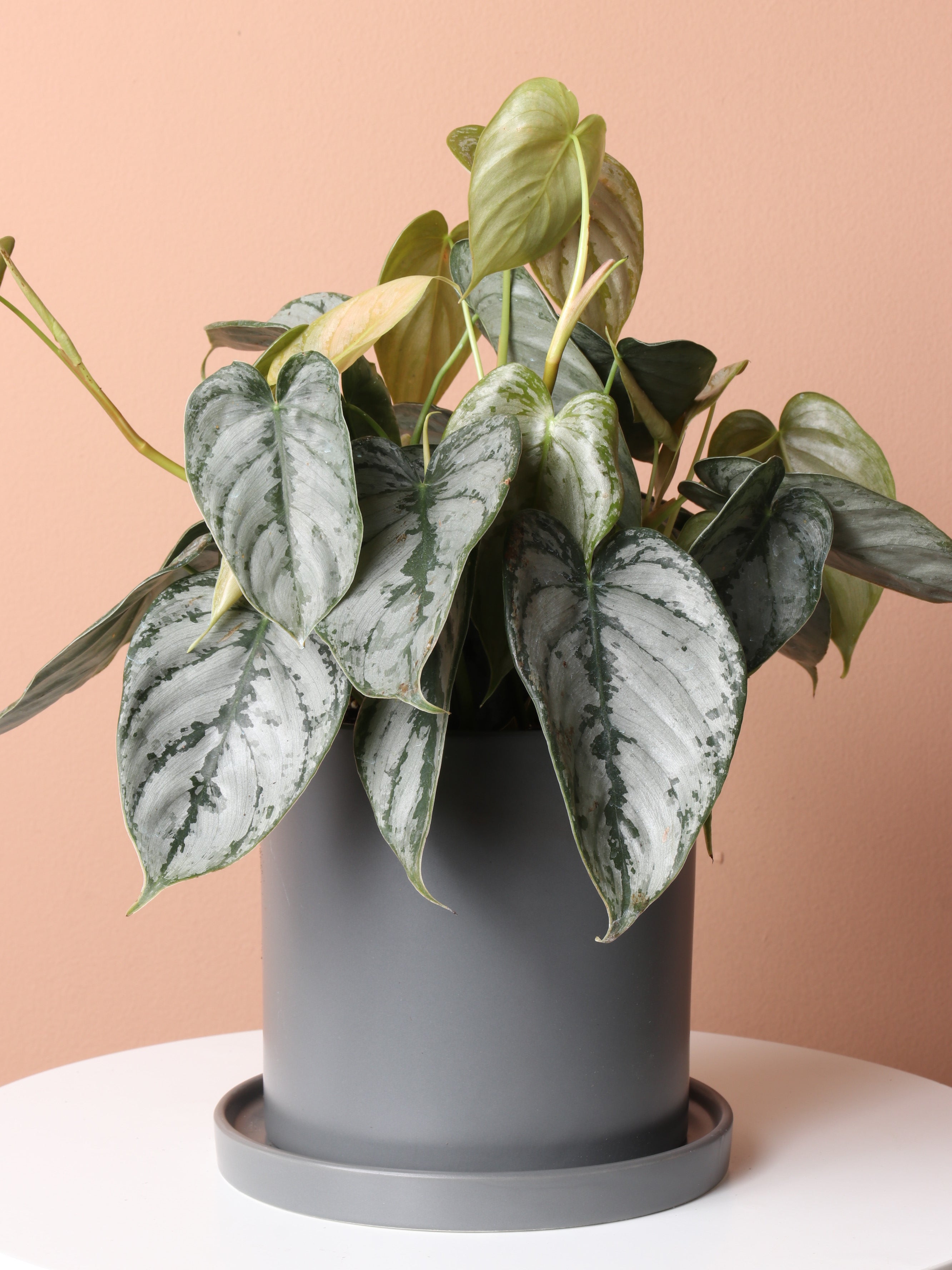 Medium Philodendron &