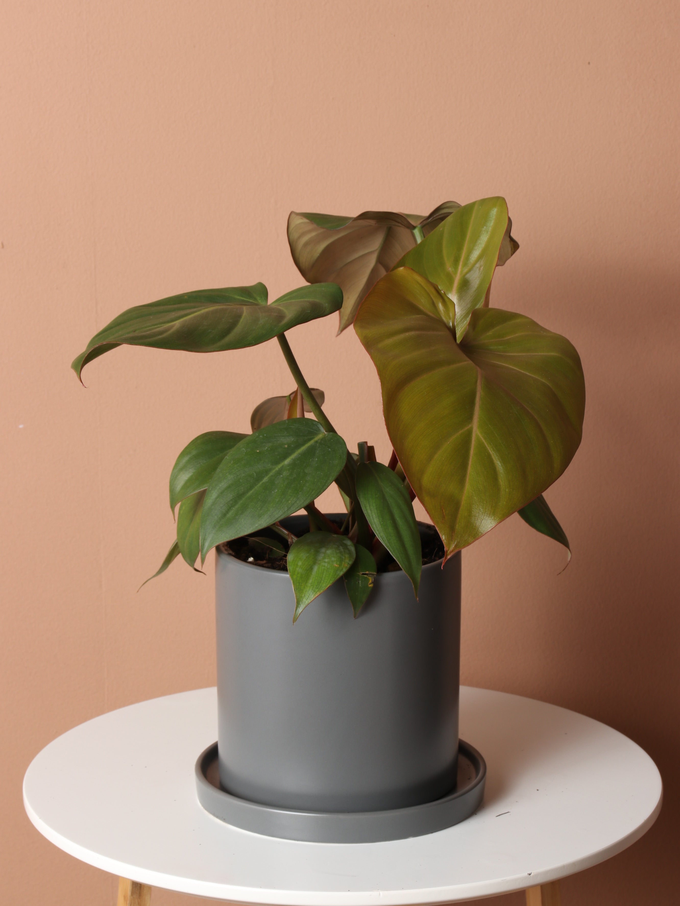 skeleton key pothos Epipremnum Skeleton Key 8