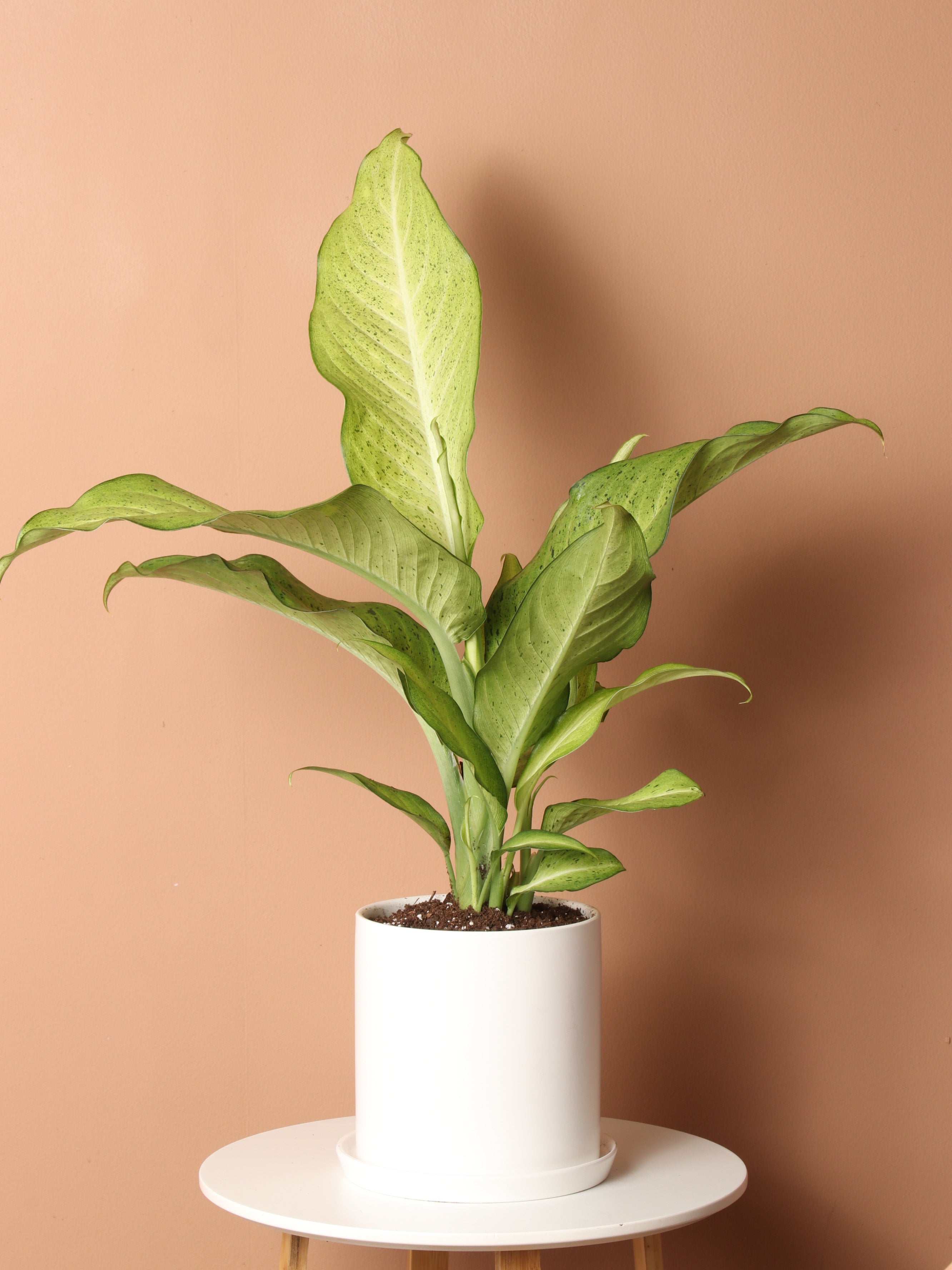 dieffenbachia camouflage rare Medium Dieffenbachia 'Camouflage'