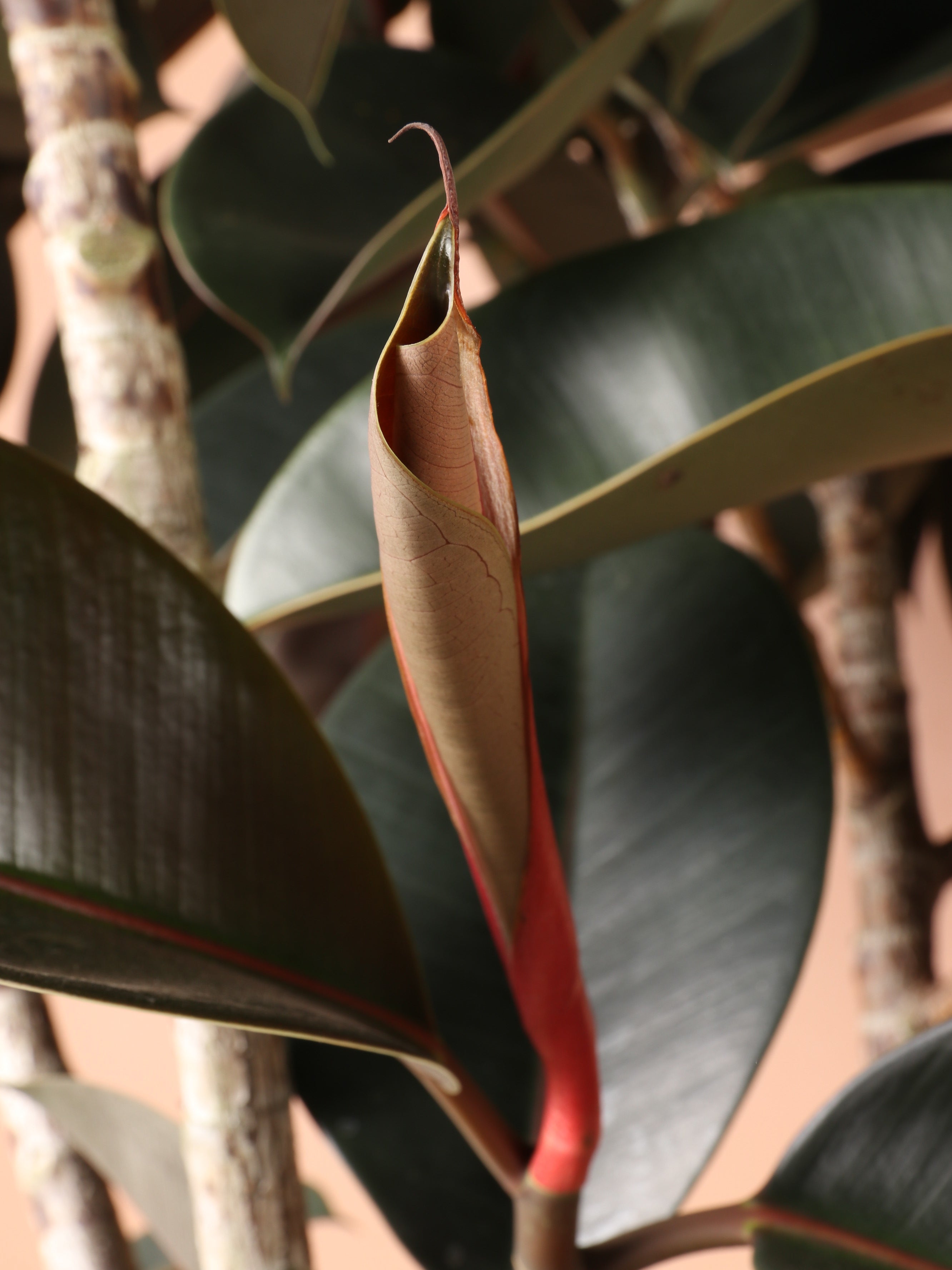 Full Size Rubber Tree STD (Mature Trunk)