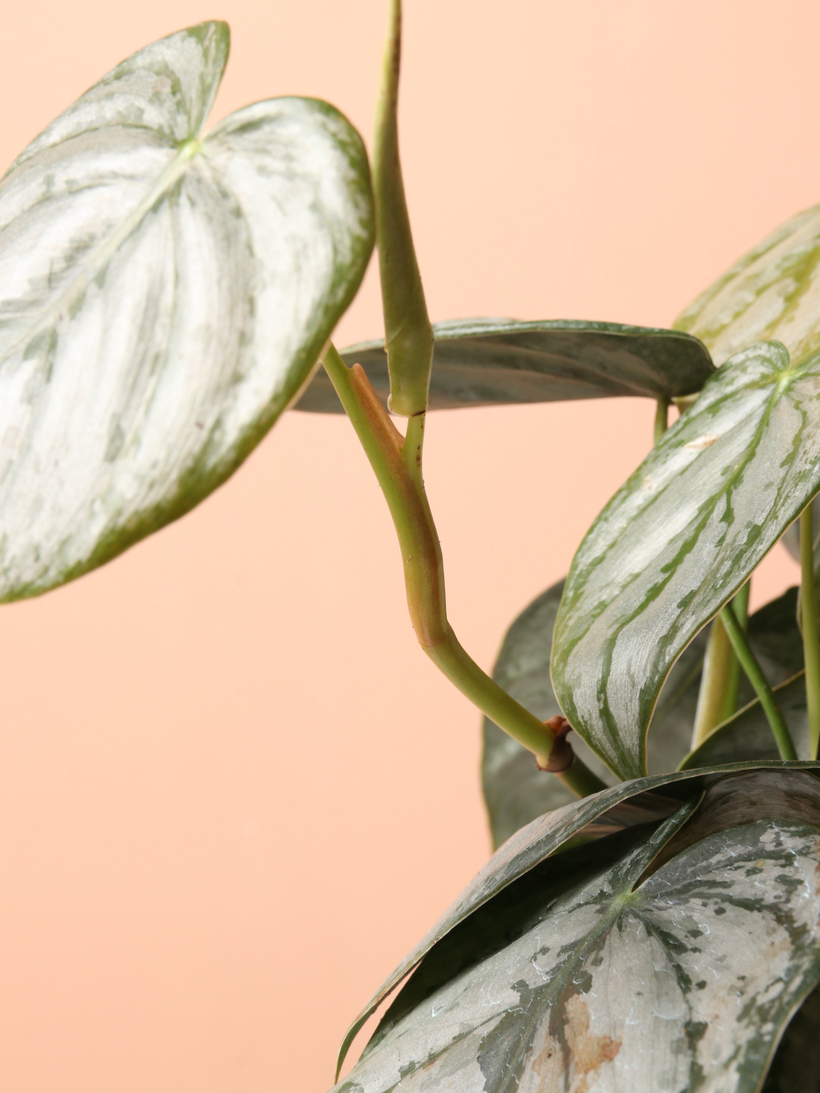 Medium Philodendron &