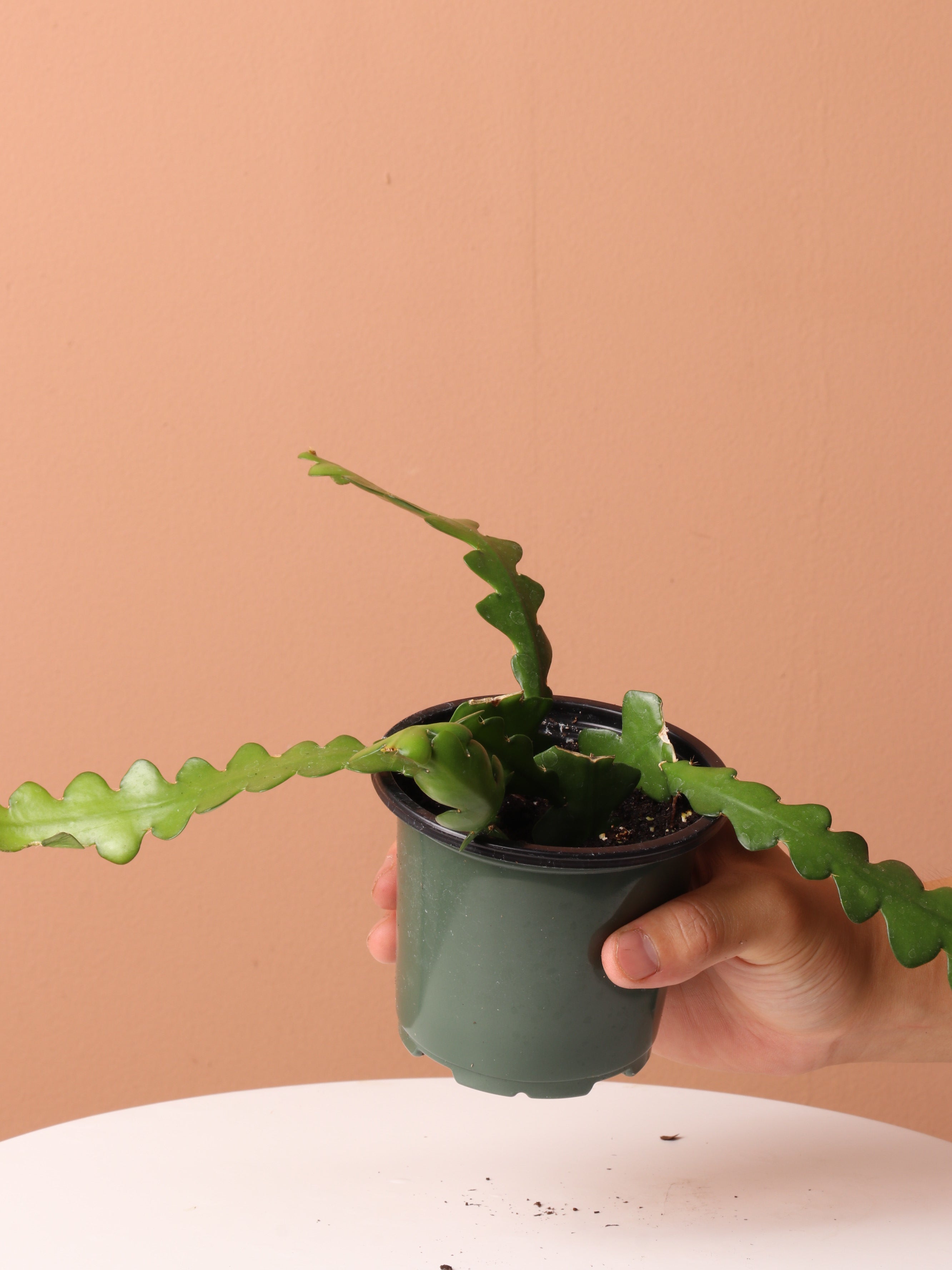 Cactus & Succulent Bundle