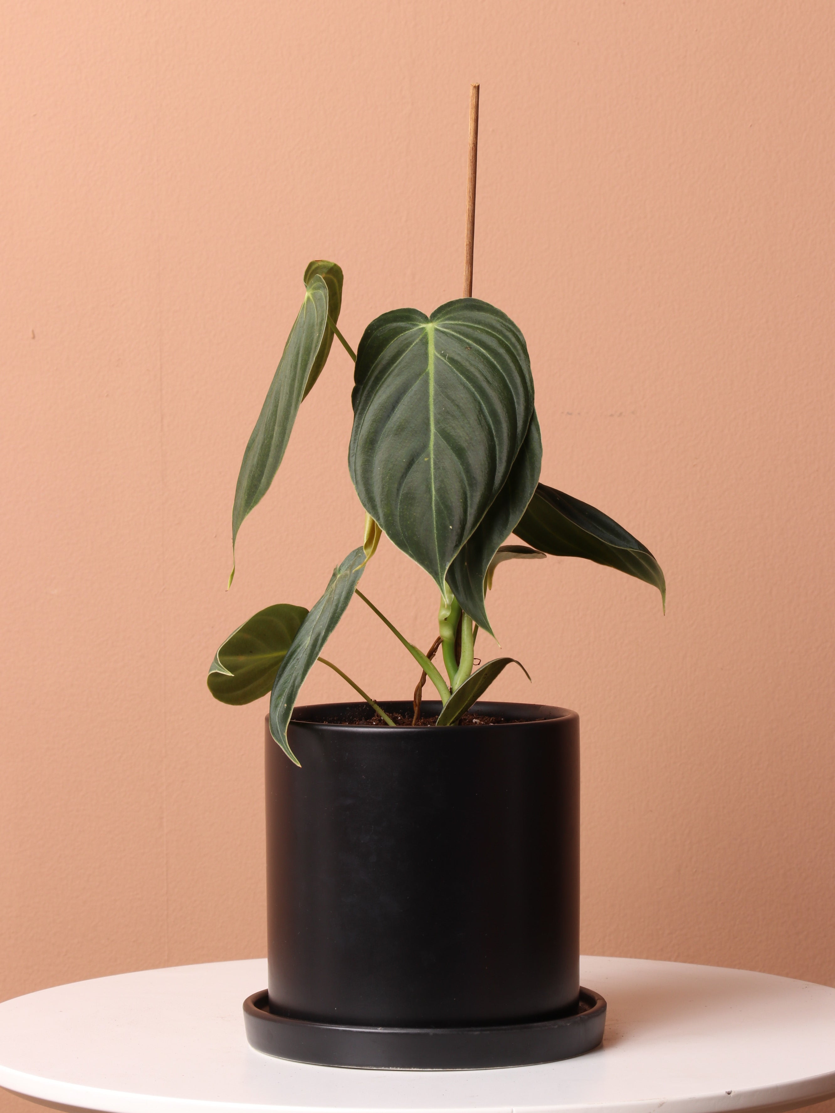 tiny philodendron Small Philodendron Micans