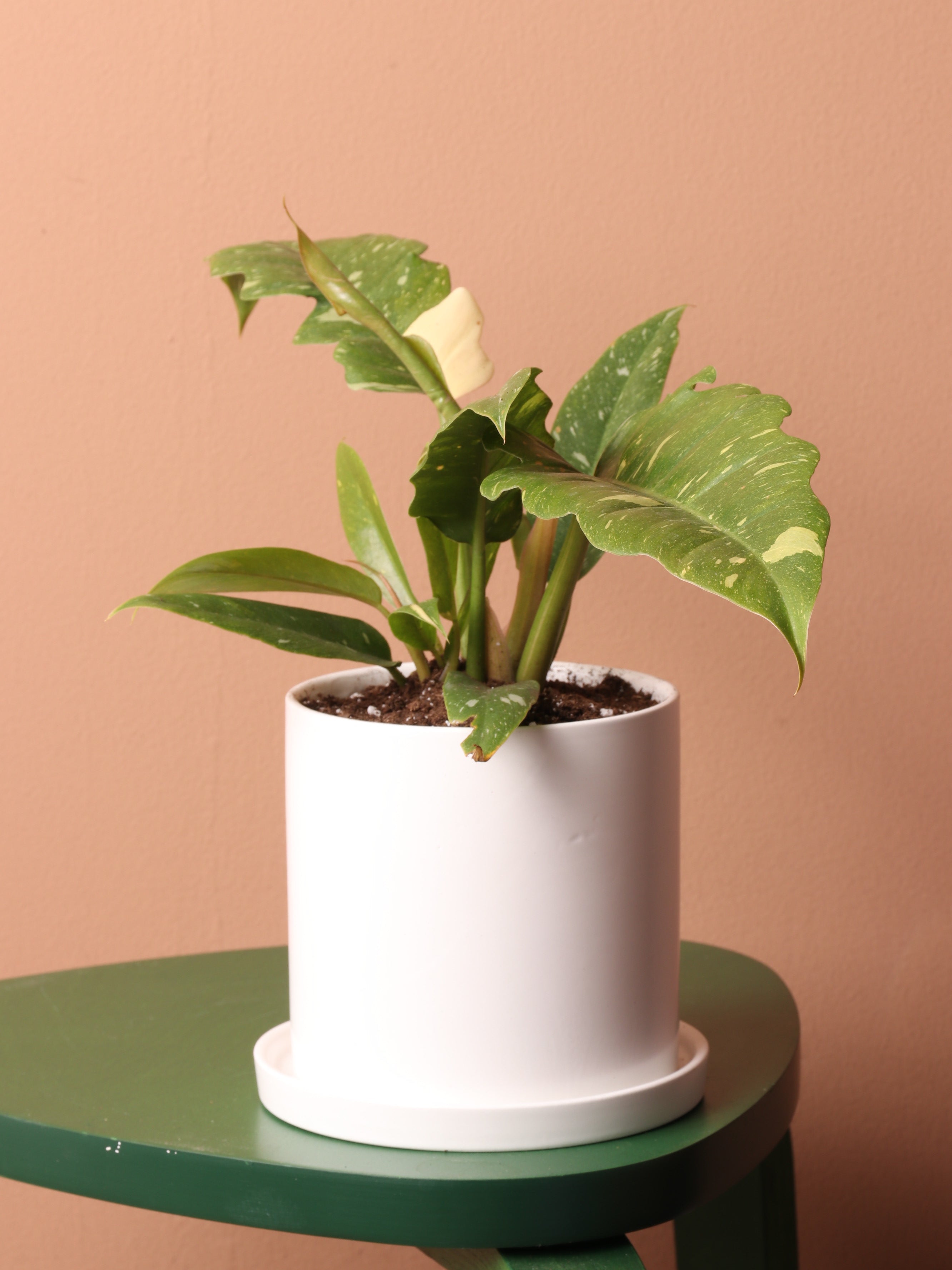 mini philodendron Small Philodendron 'Ring of Fire'
