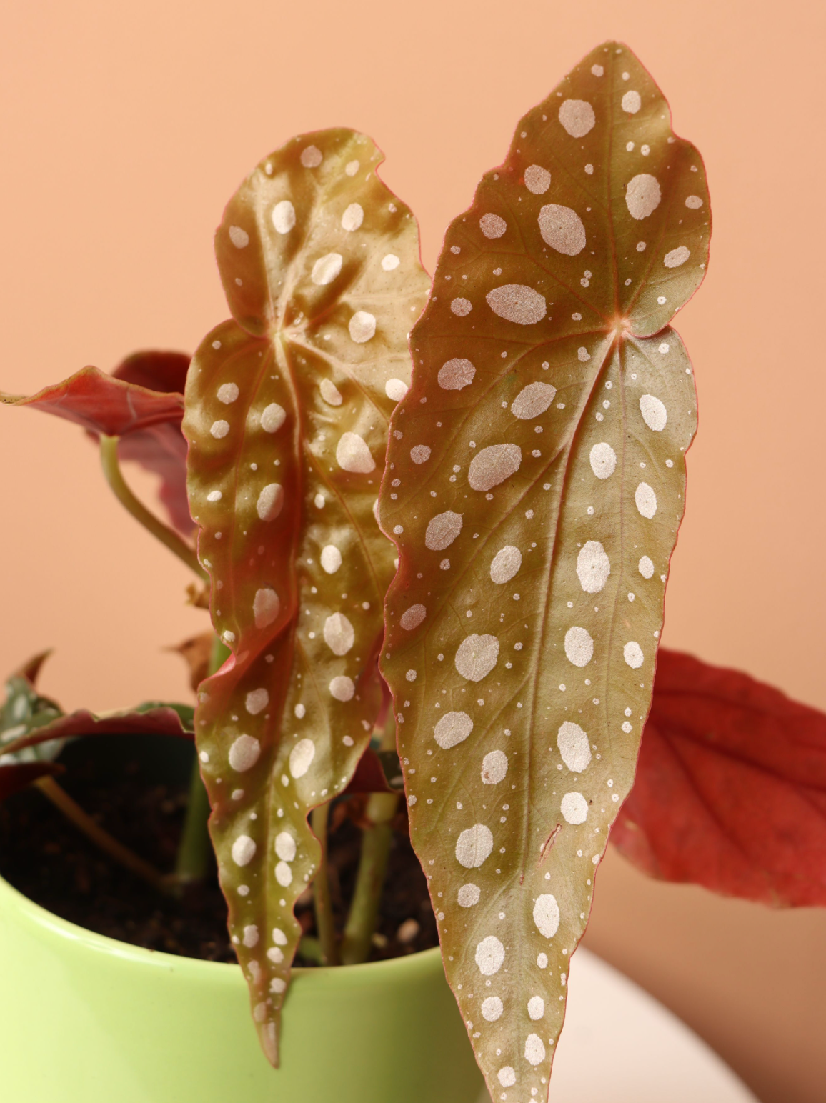 Small Angel Wing Begonia