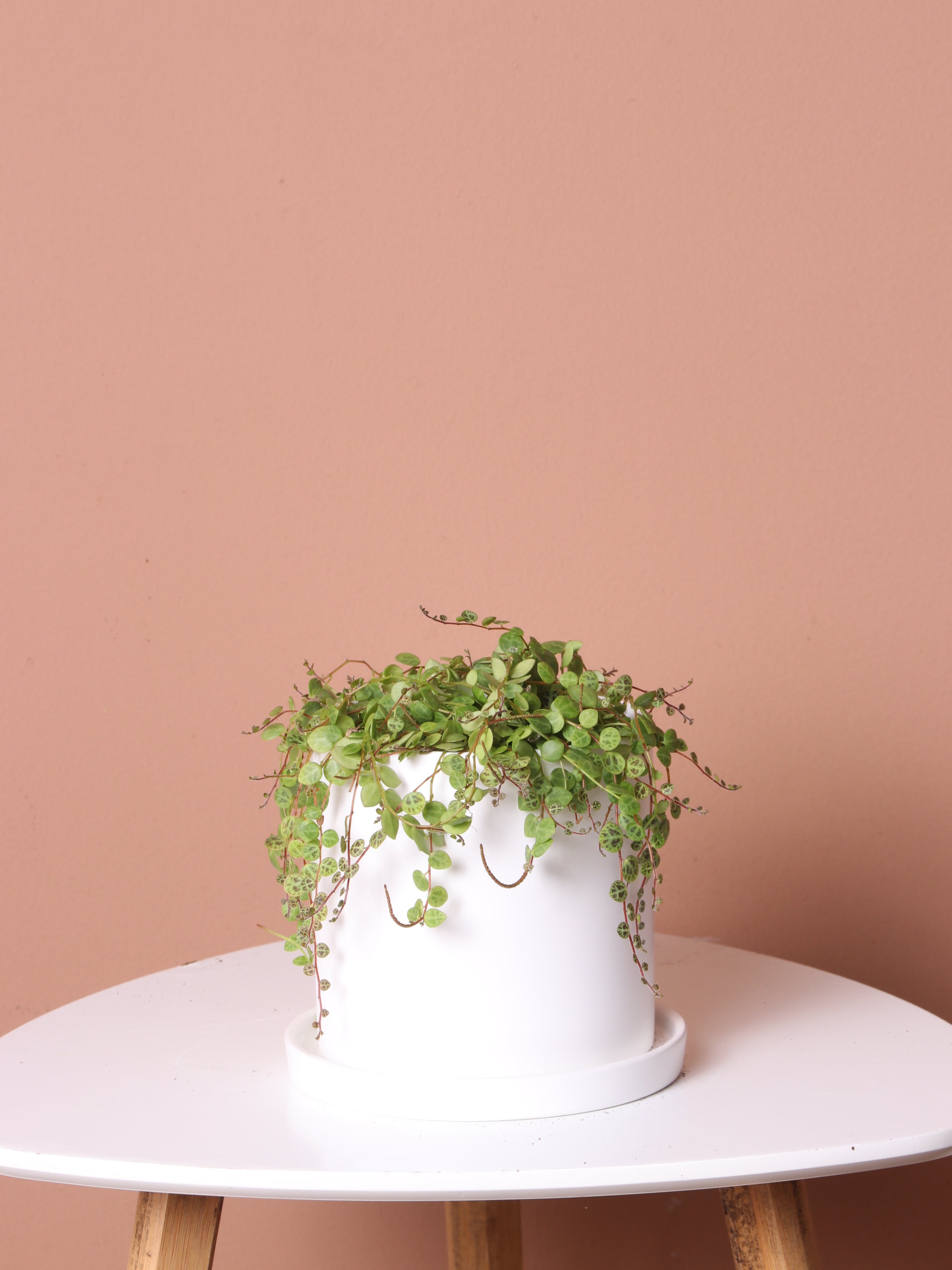 Small String of Turtles