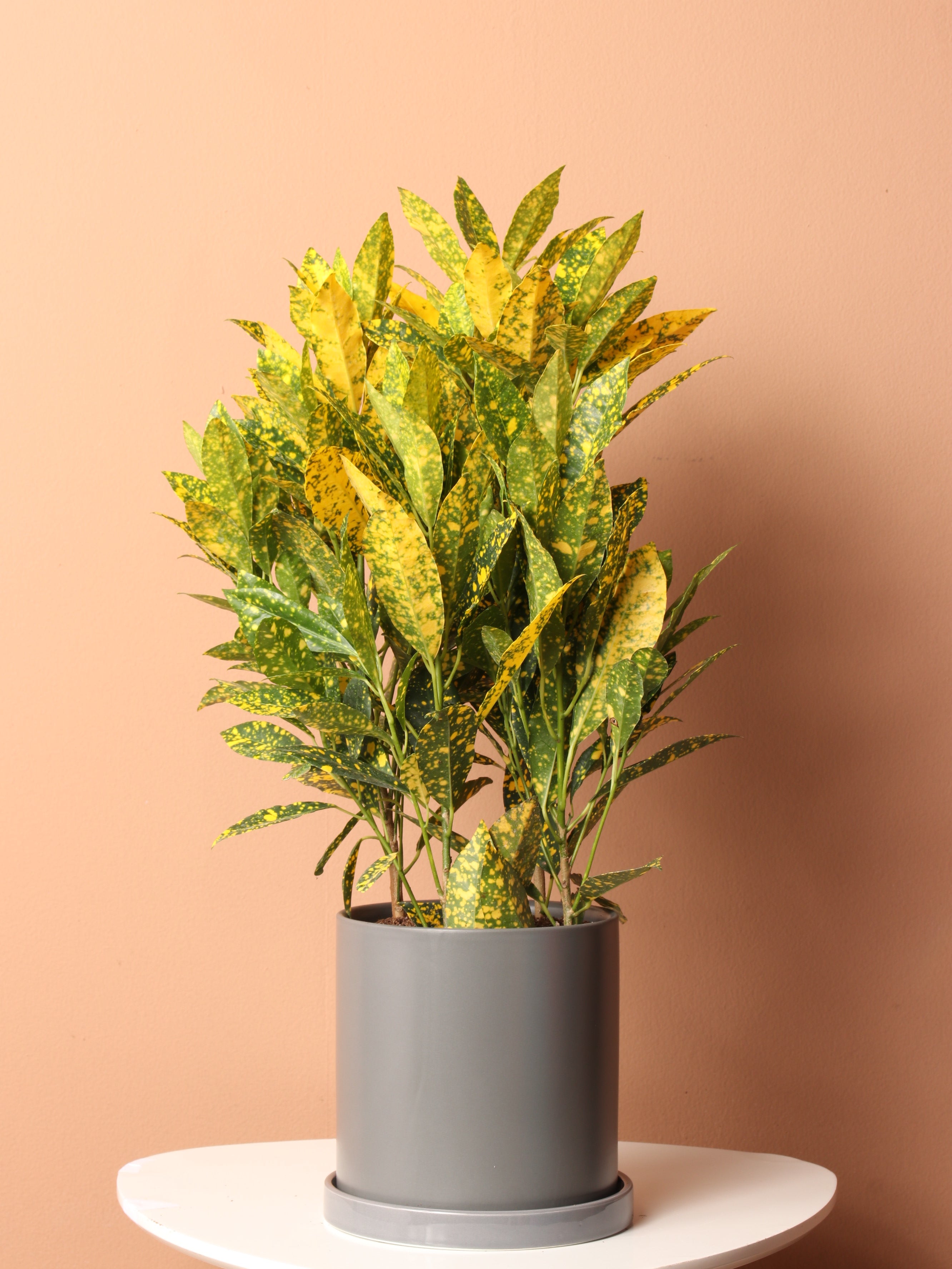 croton plant in pot Buy Superstar Croton Online | Easy Care House Plant