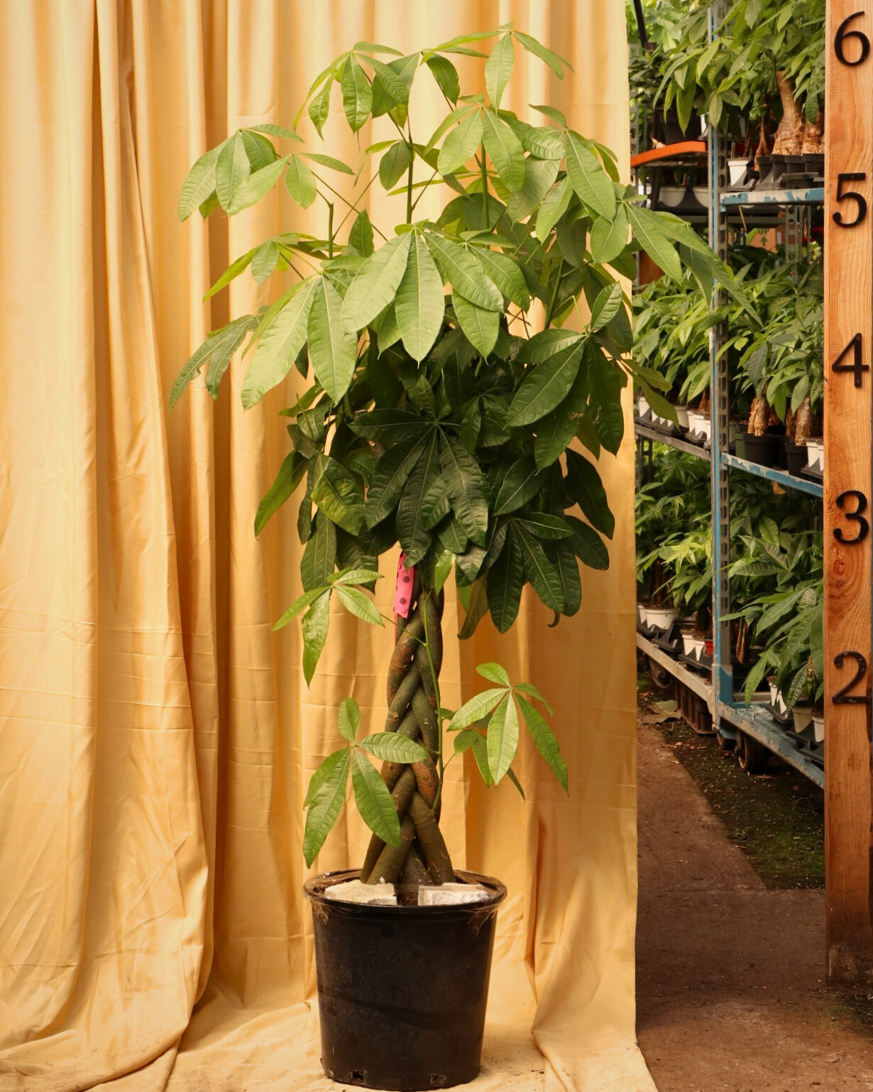5 inch money tree Full Size Money Tree