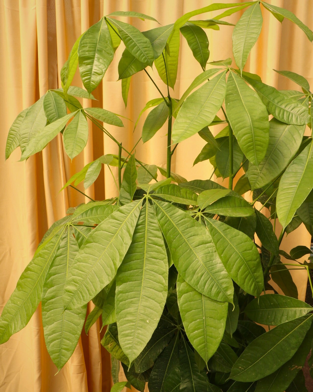 Full Size Money Tree