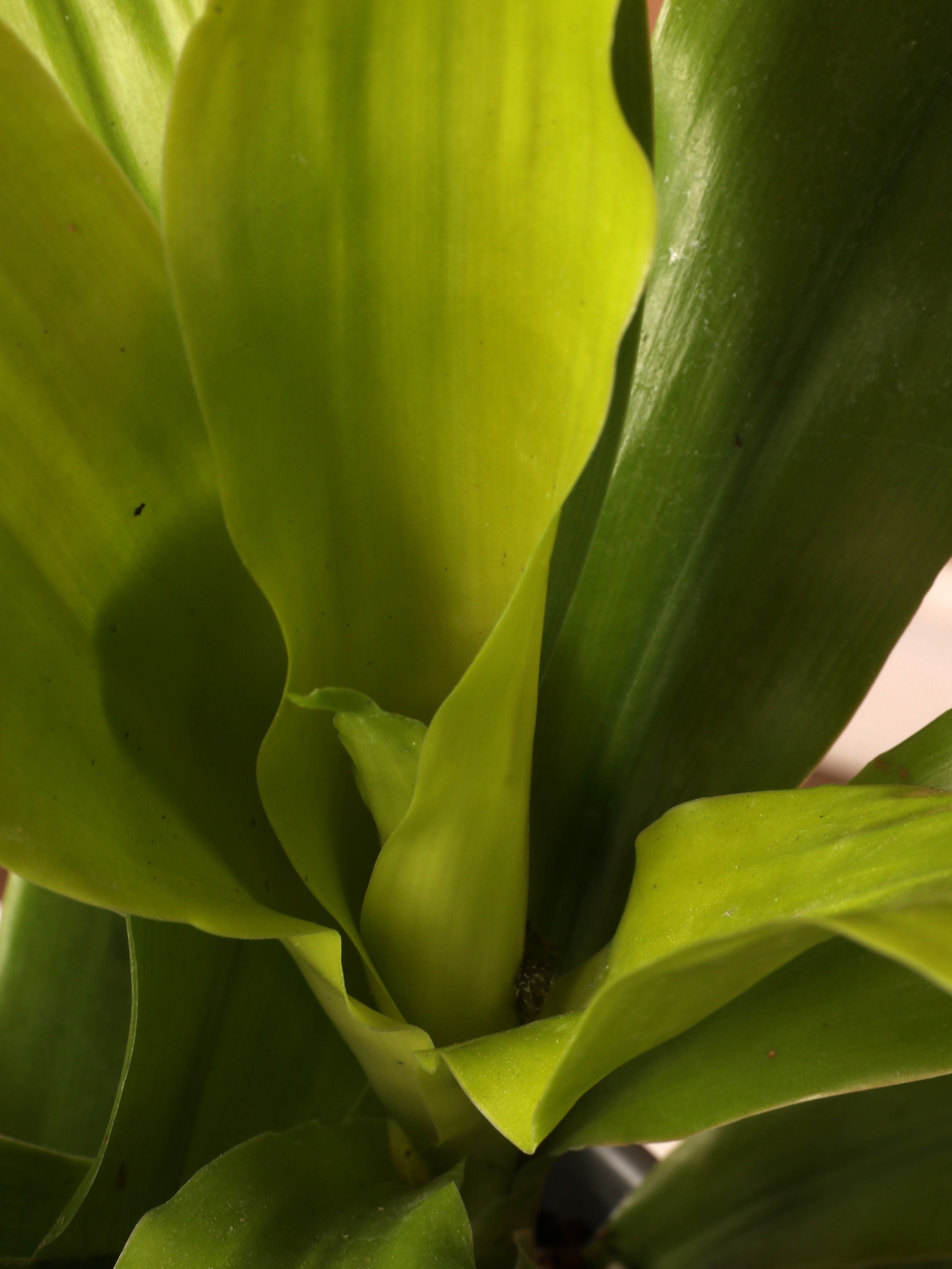 Medium Dracena Janet Craig &