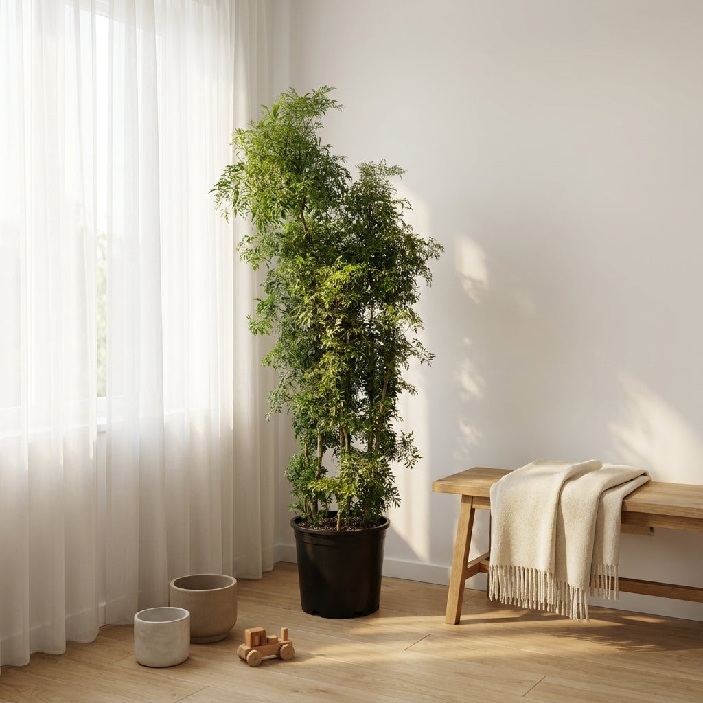Full Size Ming Aralia