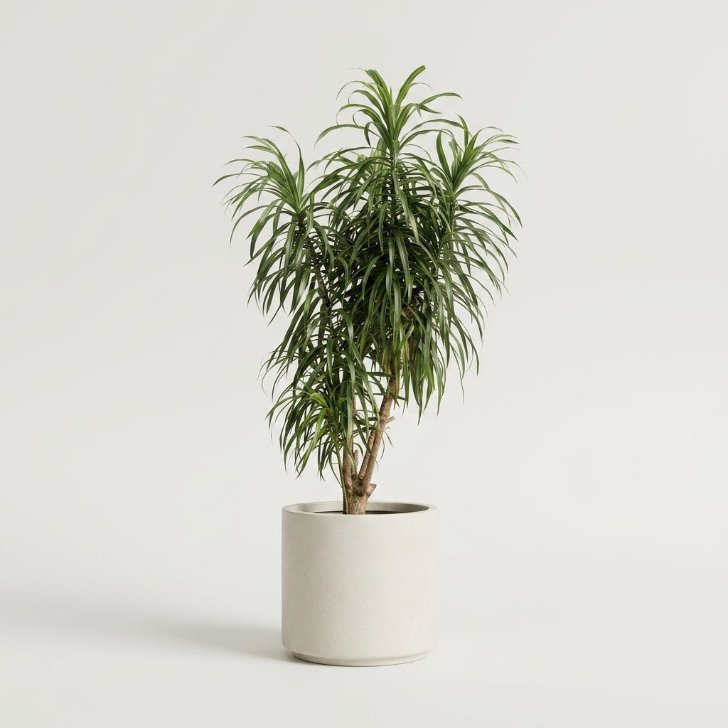 Full Size Dracaena &