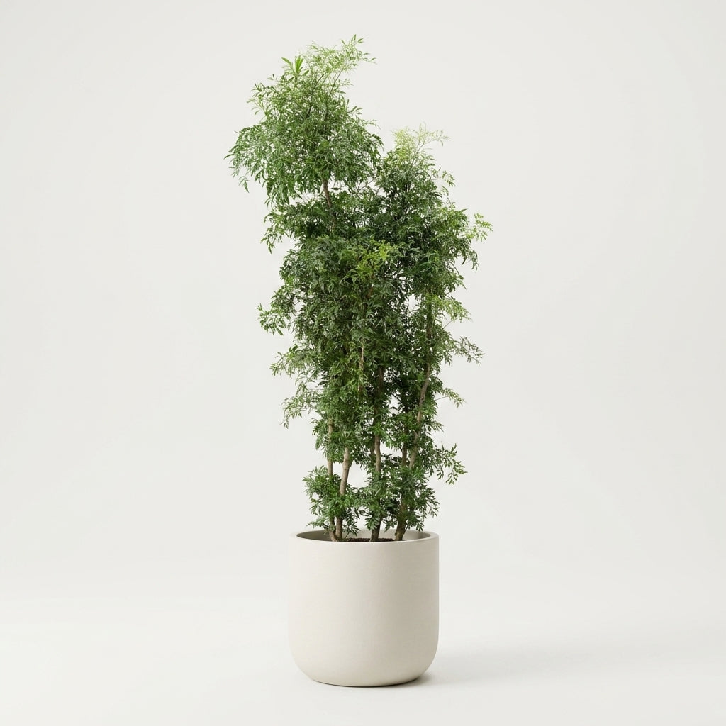 Full Size Ming Aralia