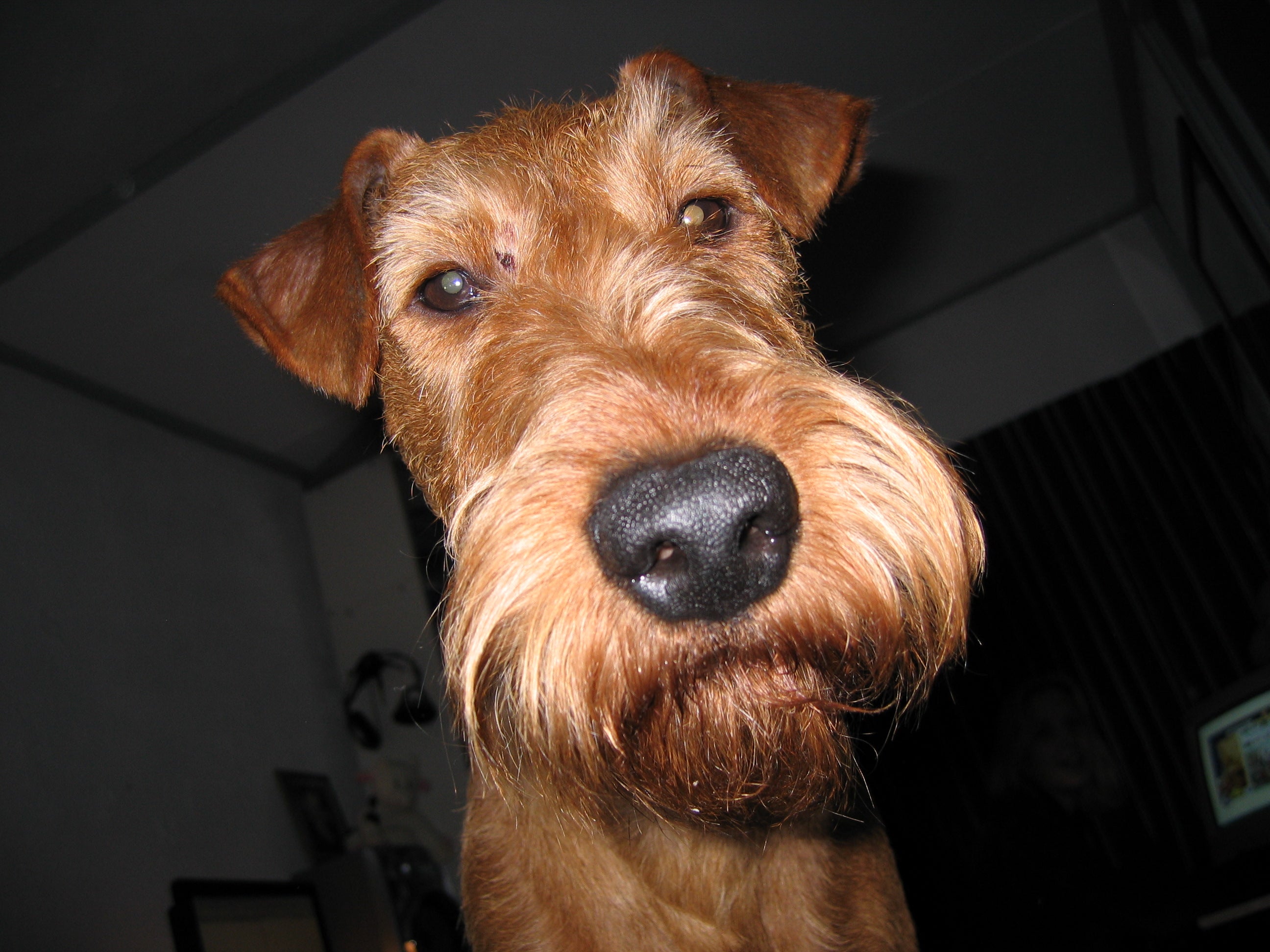 Boudewijn Test Dahing Plants