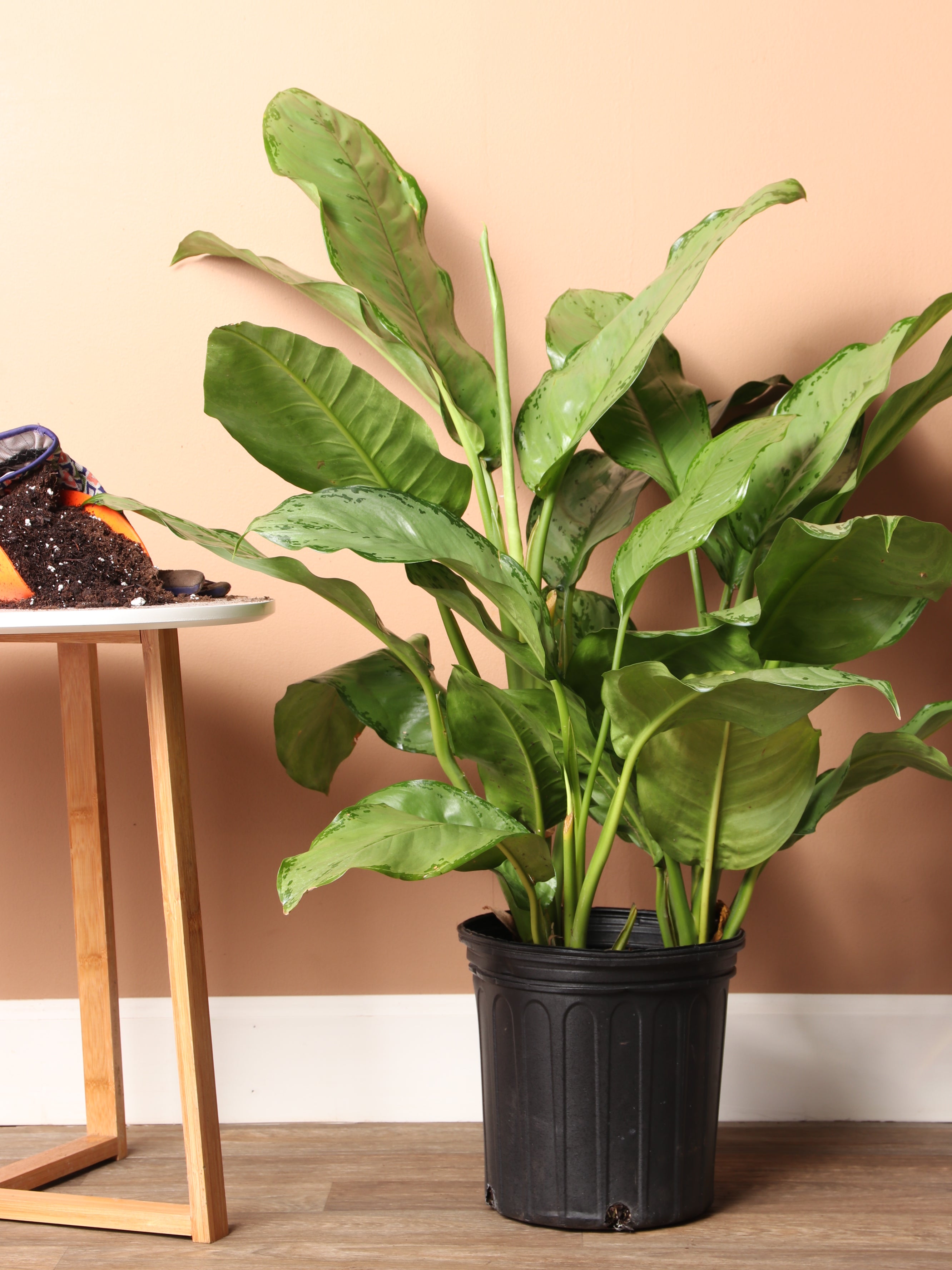 Large Chinese Evergreen &