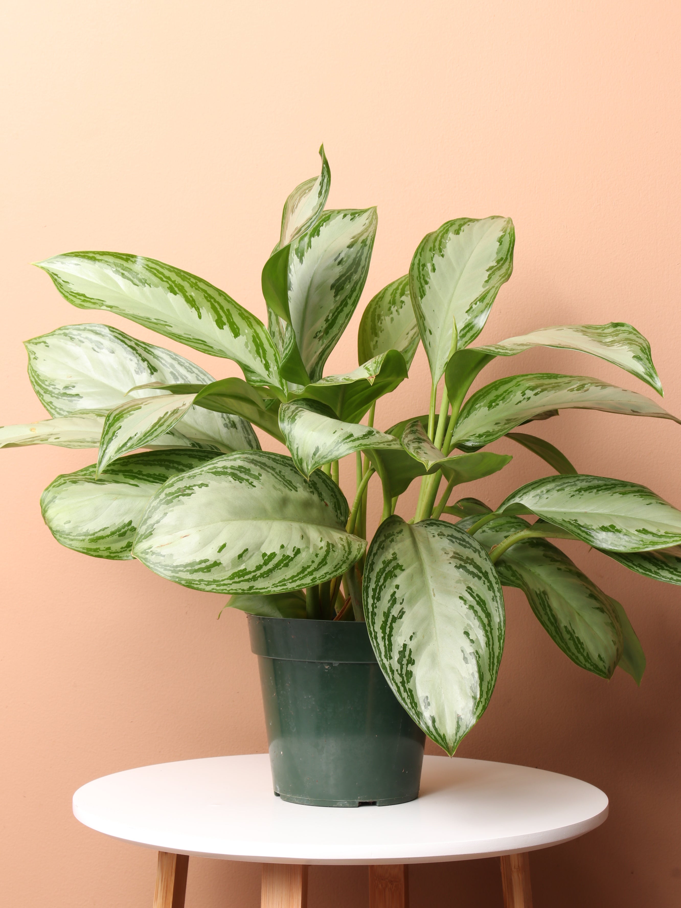 aglaonema silver bay plant care Medium Potted Aglaonema Silver Bay