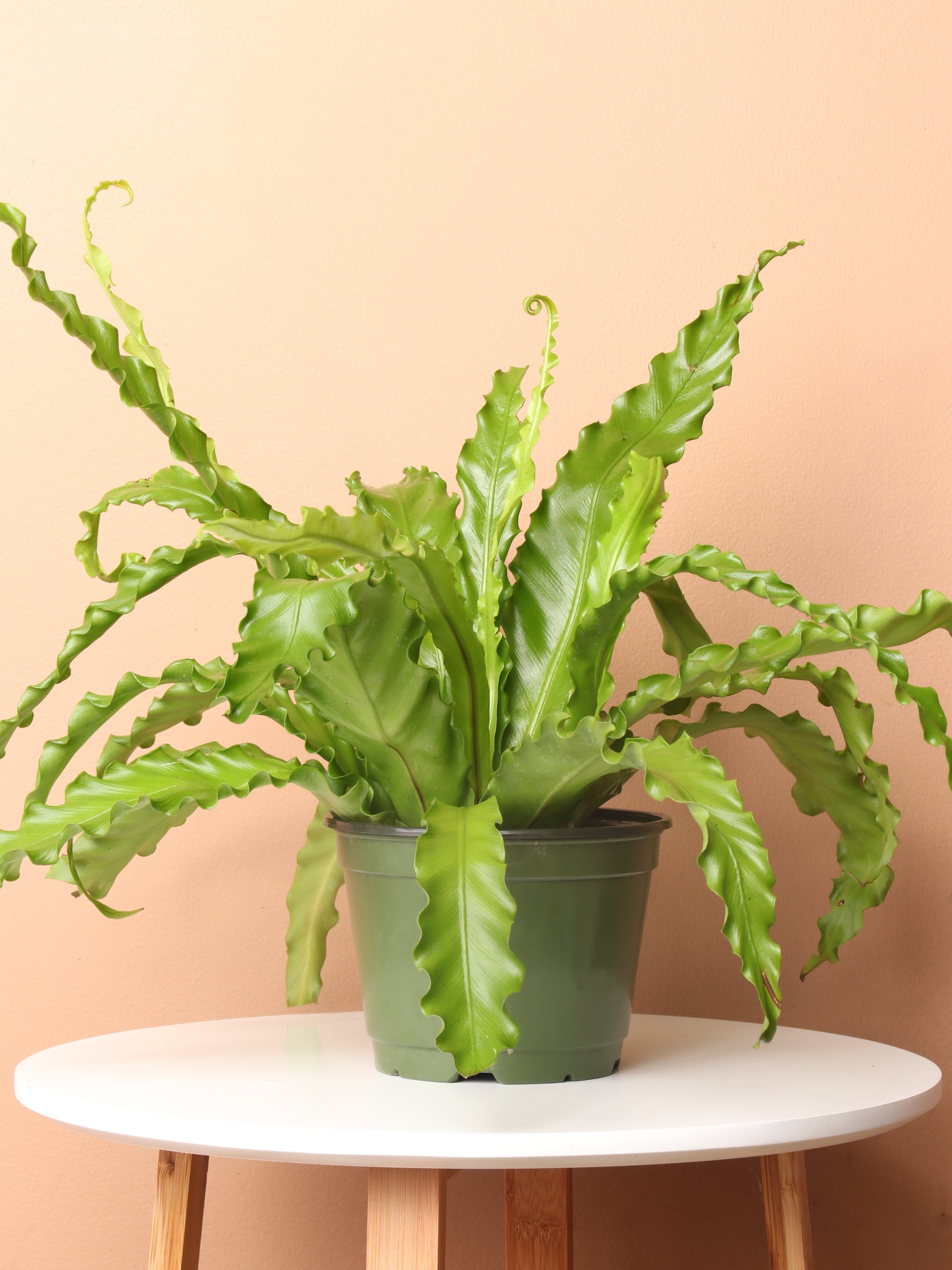 Medium Potted Birds Nest Fern Pafe Plants Dahing Plants