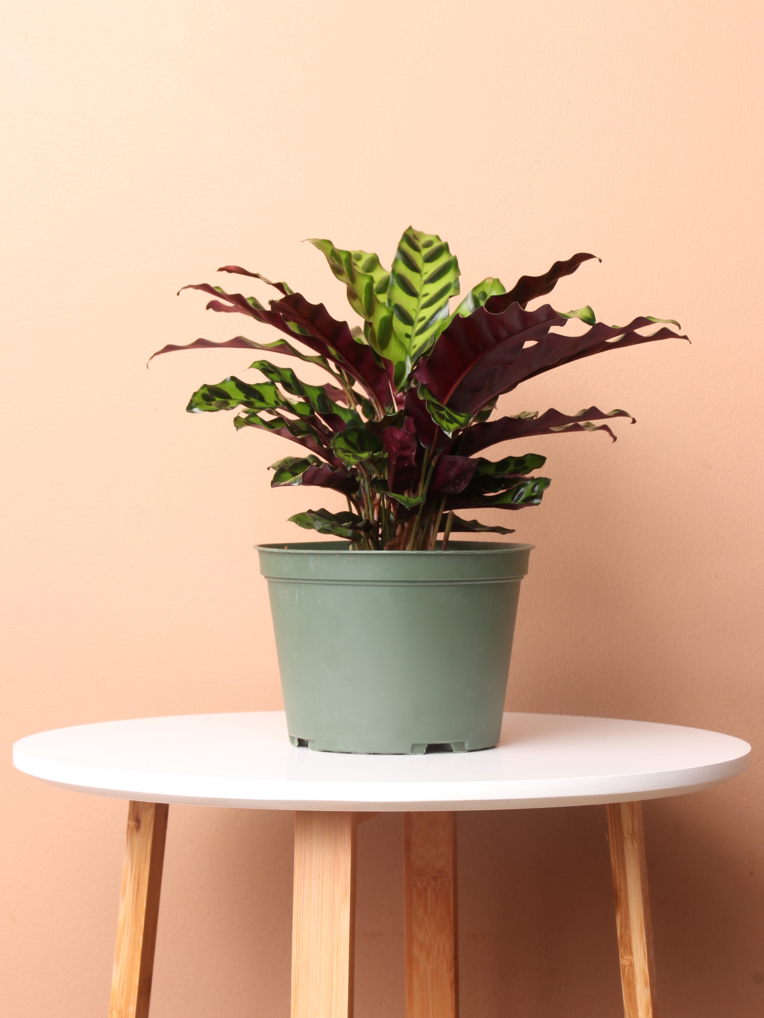 Medium Calathea Rattlesnake Plant