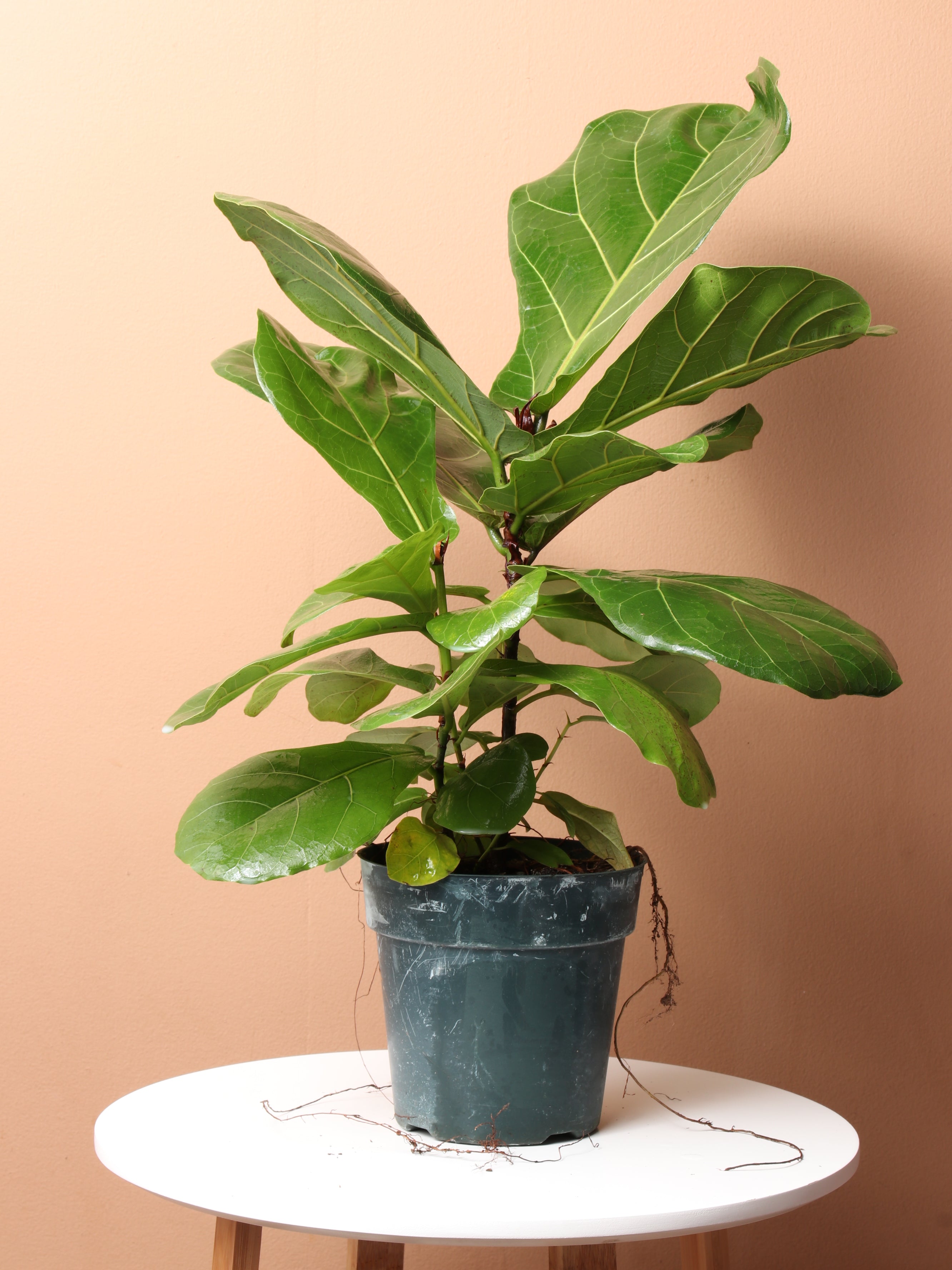 fiddle leaf fig nederlands Buy Medium Fiddle Leaf Fig Online | Indoor House Plant