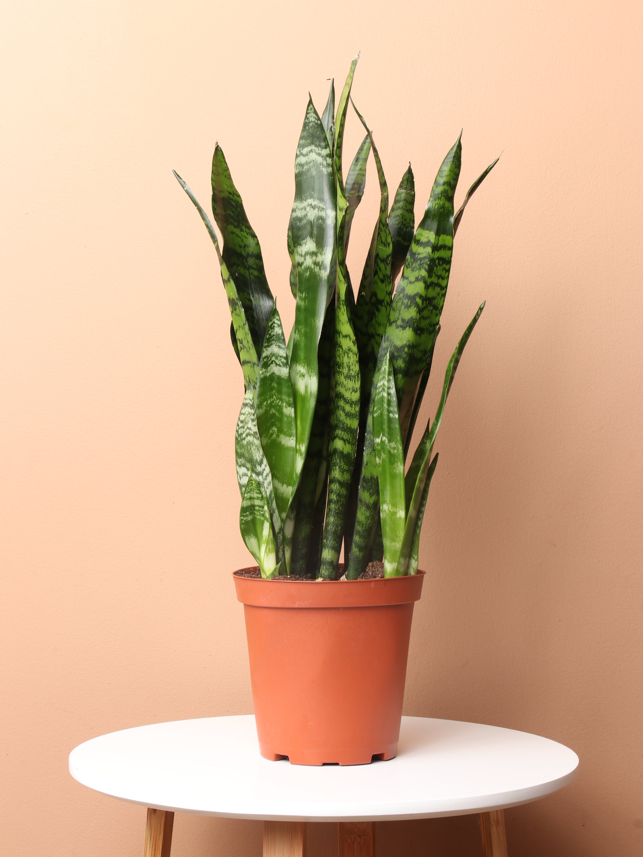 bulk snake plants Buy Green Snake Plant Online | Low Light House Plant